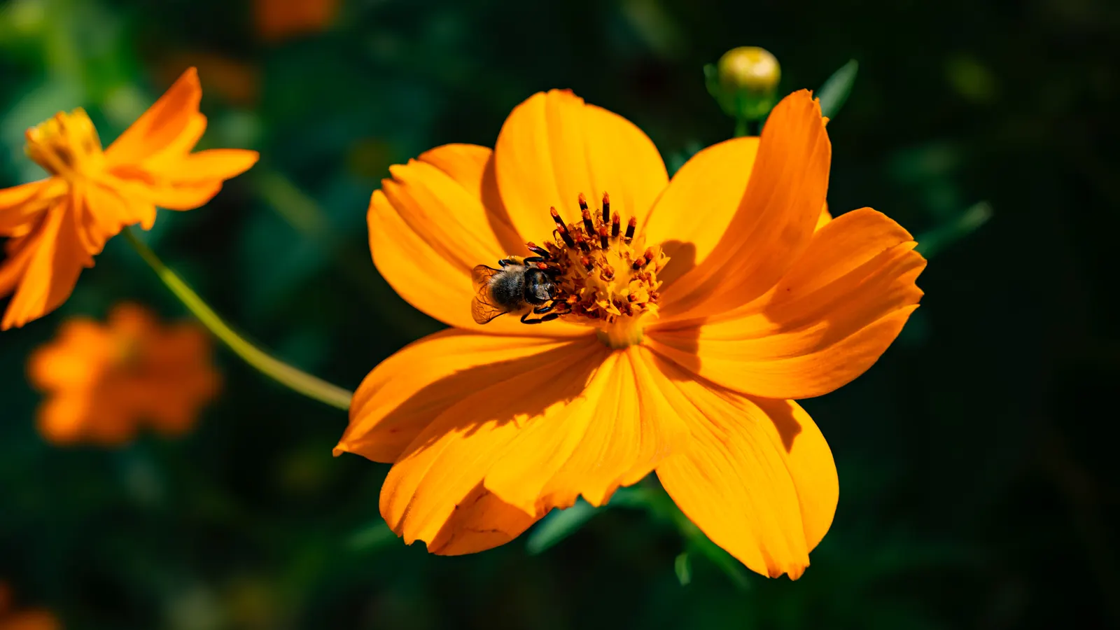 Sulfur Cosmos (Cosmos Sulphureus) — It boasts bushy clumps up to 3 feet tall, with fine-textured foliage; daisy-like flowers that range in hues, image 92