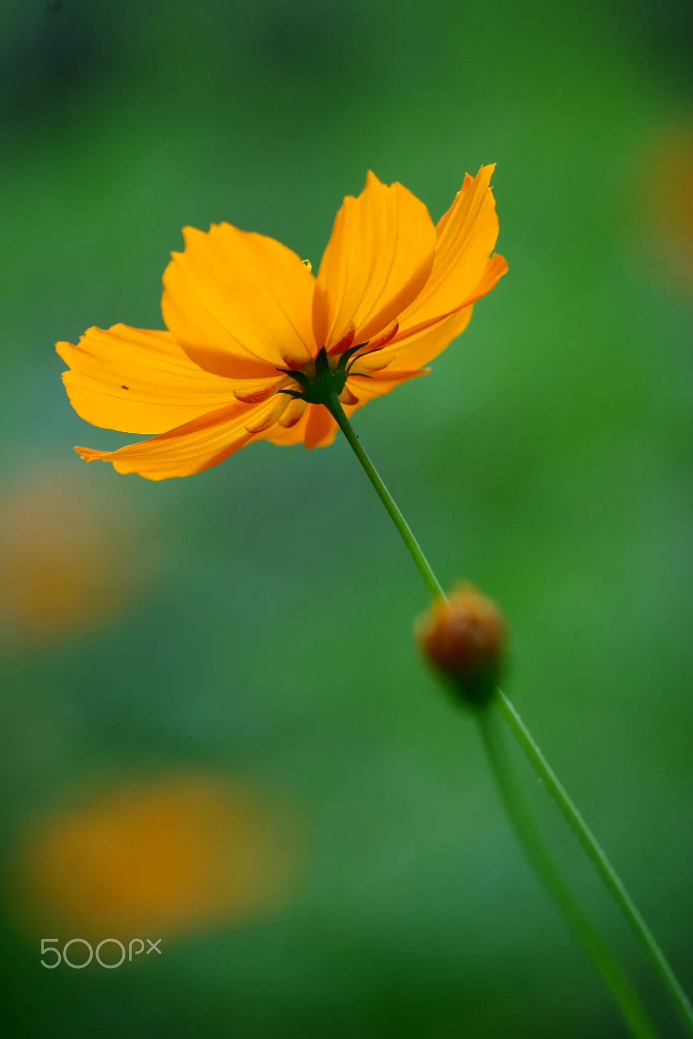 Sulfur Cosmos (Cosmos Sulphureus) — When introducing Sulfur Cosmos into your landscape design