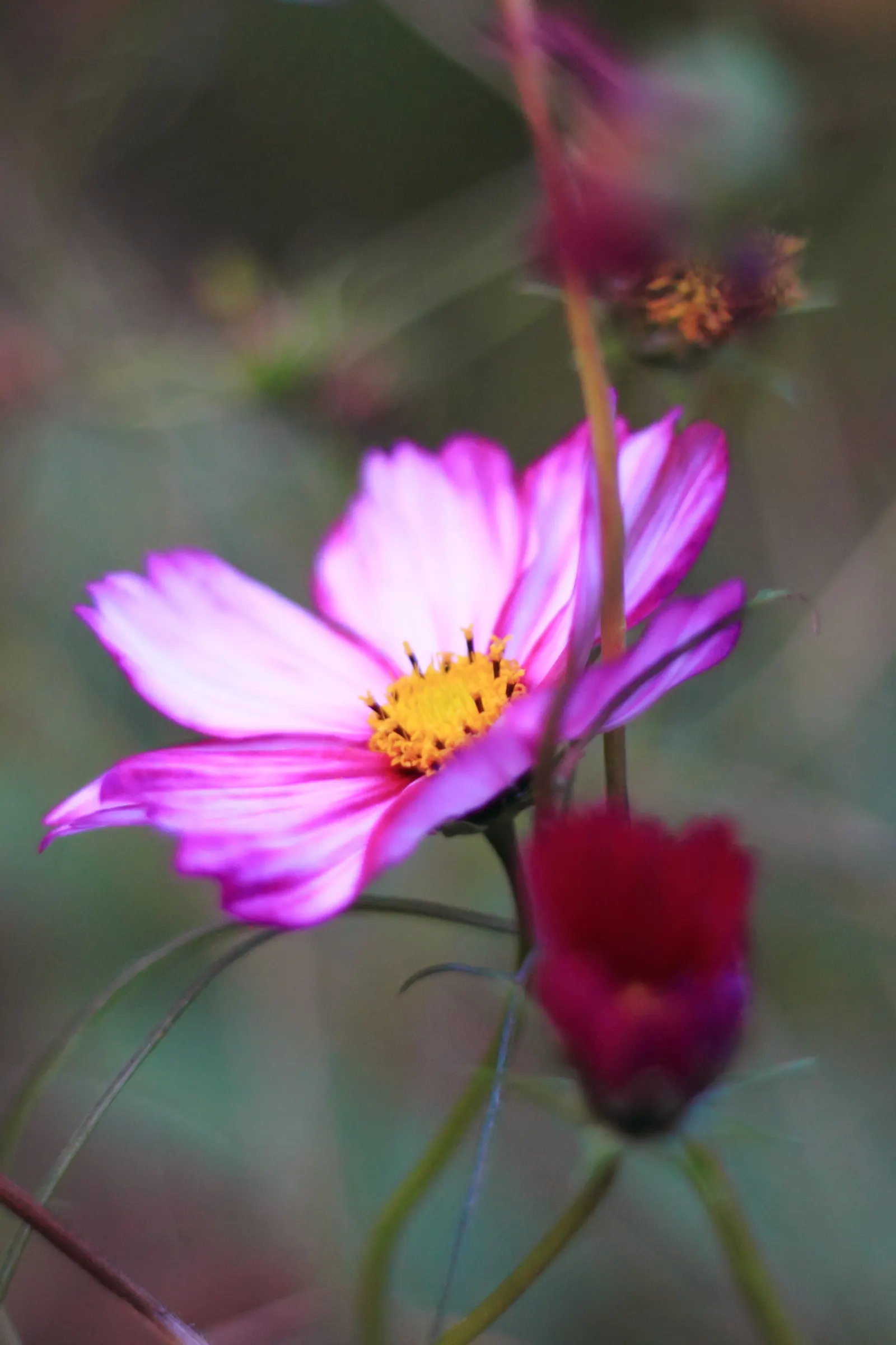 Sulfur Cosmos (Cosmos Sulphureus) — annual for full or half; and care requirements to effectively incorporate this charming plant into your garden, image 90