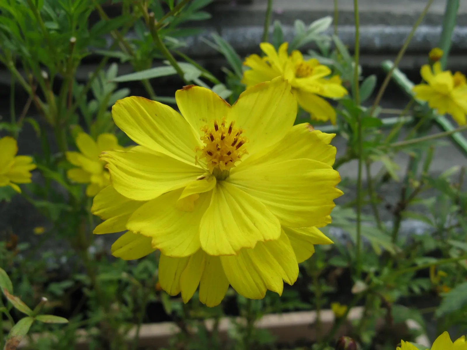 Sulfur Cosmos (Cosmos Sulphureus) — though it prefers well-draining soil; summer to fall, it dazzles with yellow to orange daisy-like flowers, each, image 78
