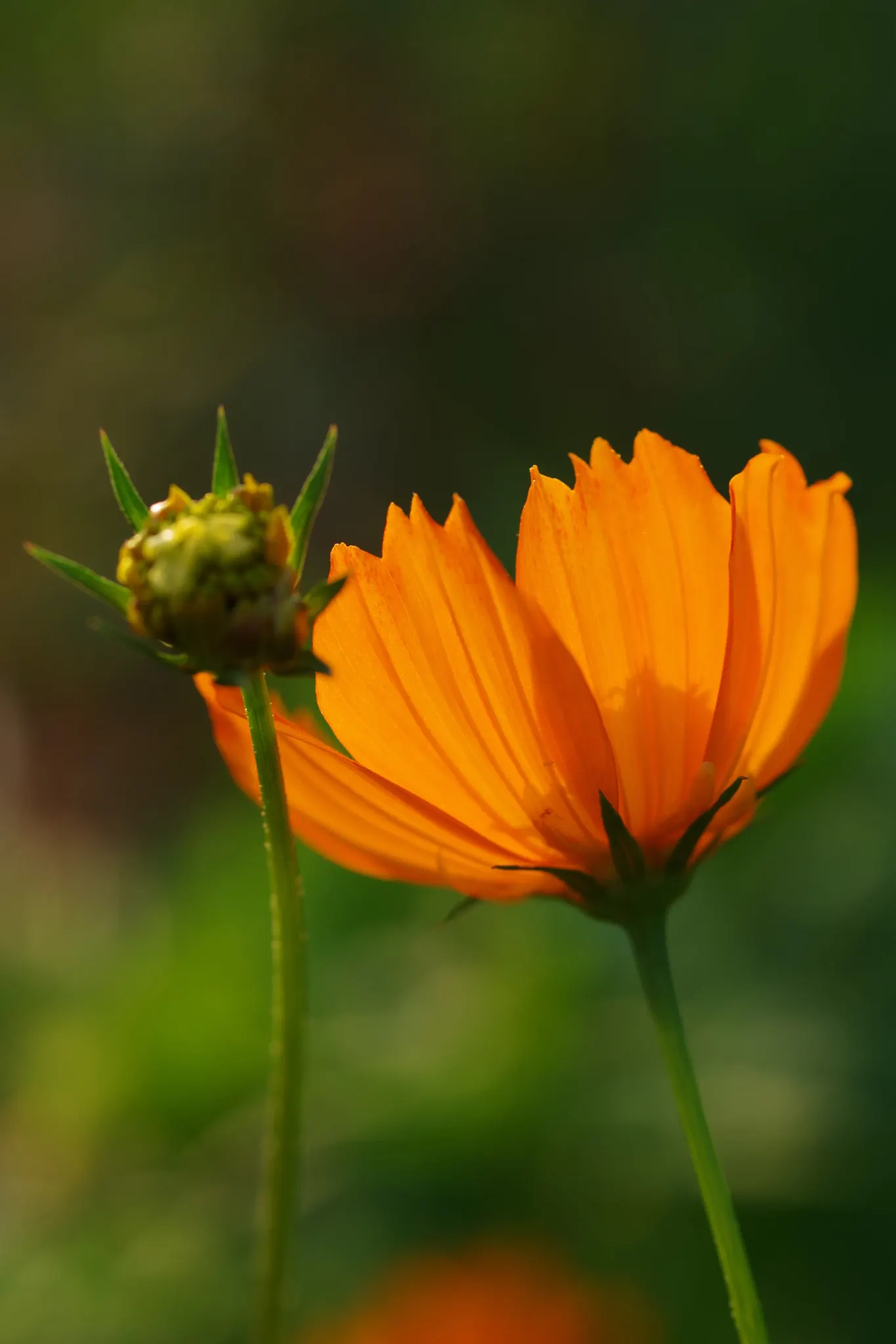 Sulfur Cosmos (Cosmos Sulphureus) — It thrives in full sun, requiring at least 6 to 8 hours of direct sunlight per day to ensure prolific blooming