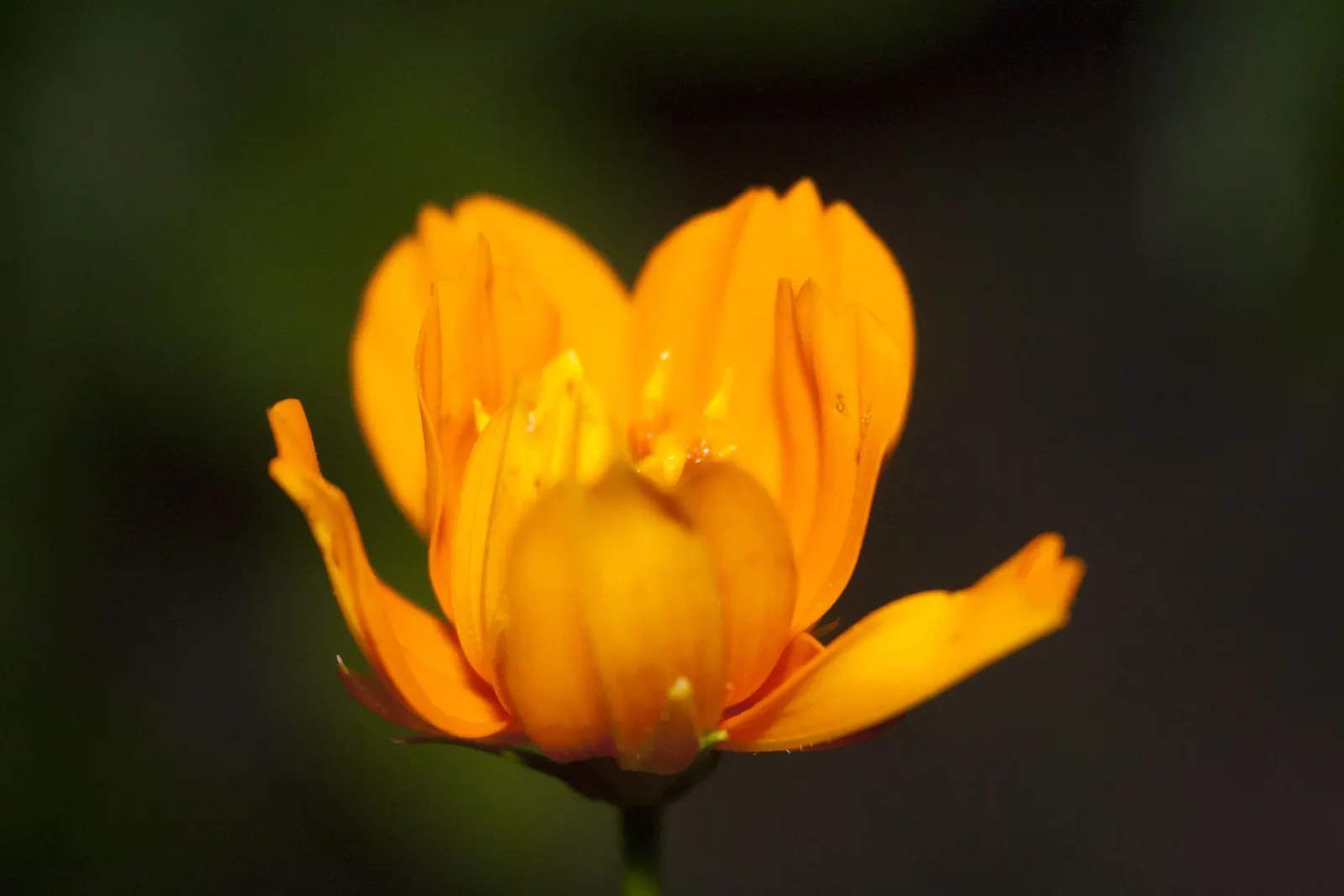 Sulfur Cosmos (Cosmos Sulphureus) — daisy-like flowers that range in hues from bright yellow to warm orange; creating a bushy and abundant display