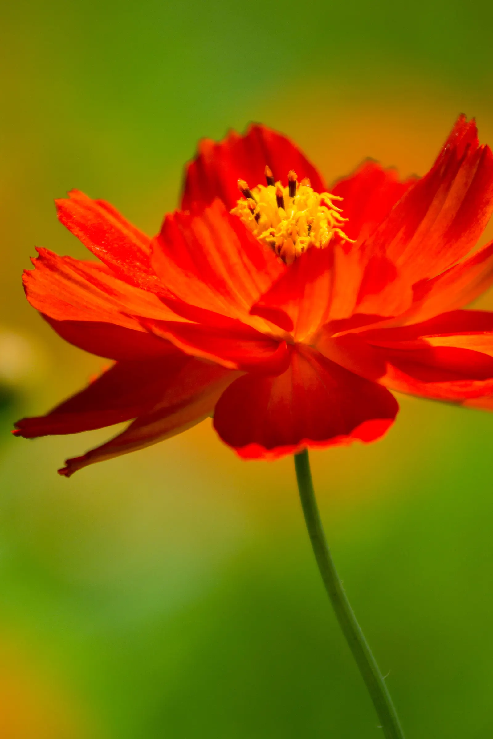 Sulfur Cosmos (Cosmos Sulphureus) — the Sulfur Cosmos not only enhances the beauty of your landscape but also supports local biodiversity