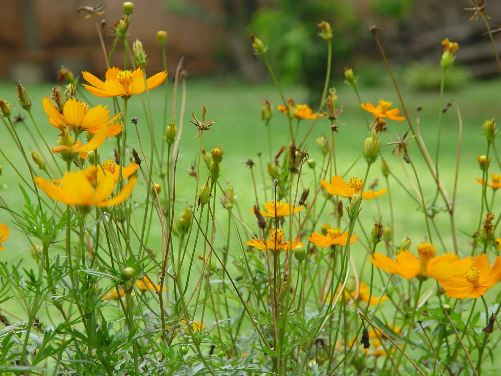 Sulfur Cosmos (Cosmos Sulphureus) — adding a splash of warm color to borders and containers in USDA zones 2-11; this species is part of the, image 96