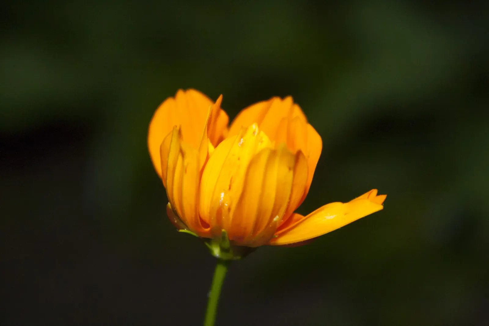 Sulfur Cosmos (Cosmos Sulphureus) — this hardy plant is drought-tolerant once established; it is prized for its eye-catching