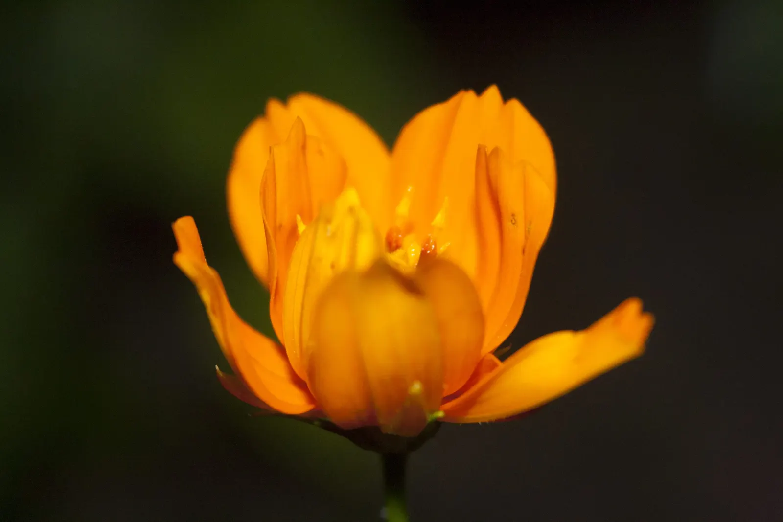 Sulfur Cosmos (Cosmos Sulphureus) — creating a bushy and abundant display; this low-maintenance plant attracts butterflies, image 74
