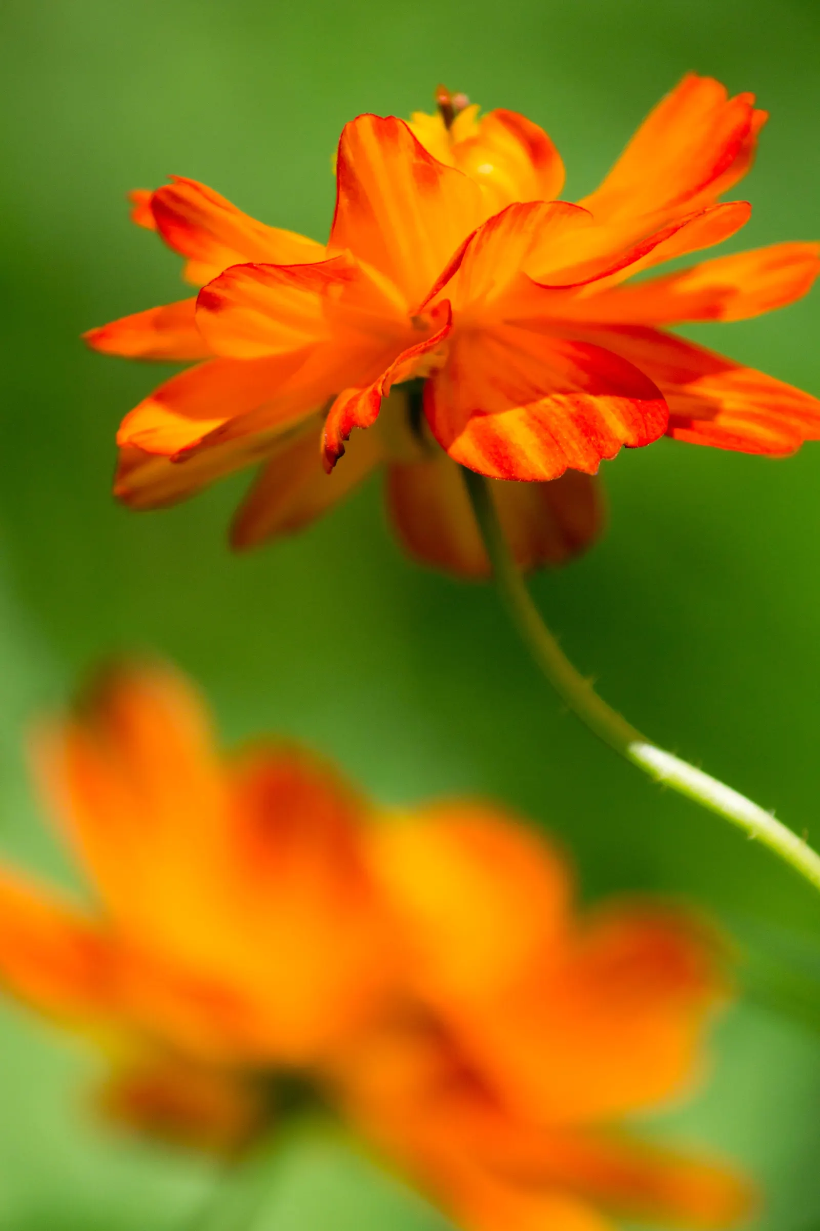 Sulfur Cosmos (Cosmos Sulphureus) — Cosmos sulphureus, or Sulfur Cosmos, is a vibrant, drought-tolerant annual; thriving in full sun and, image 91