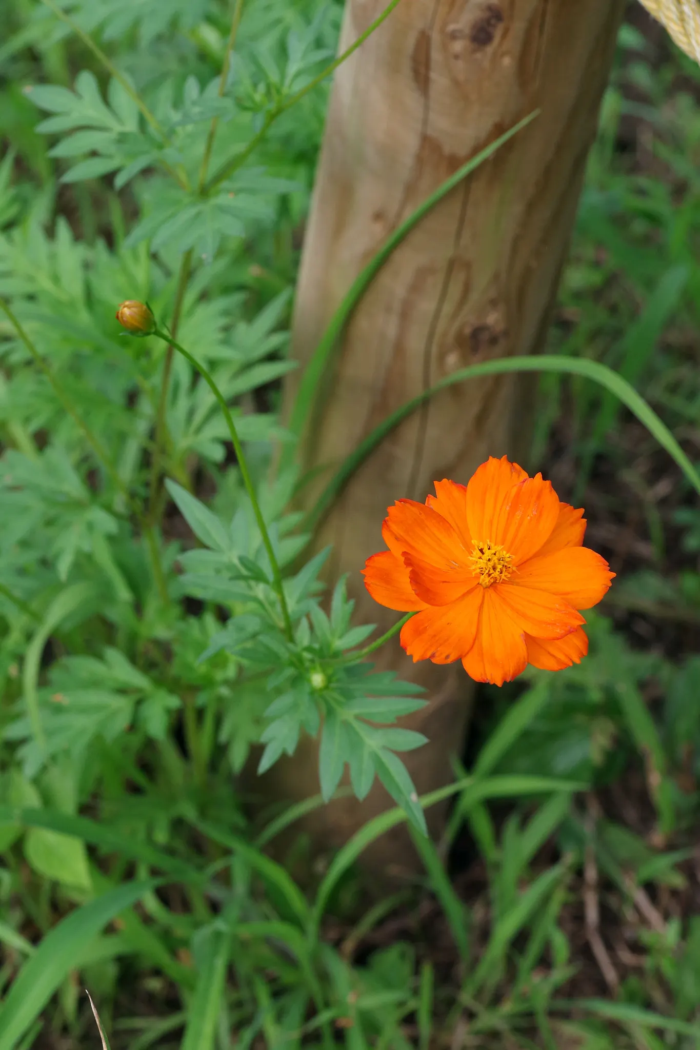 Sulfur Cosmos (Cosmos Sulphureus) — this hardy plant is drought-tolerant once established