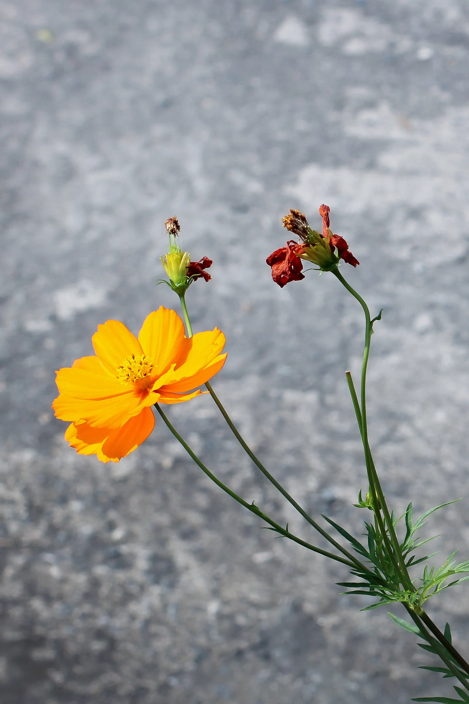 Sulfur Cosmos (Cosmos Sulphureus) — Keep in mind, this plant self-seeds readily, ensuring a continual display year after year