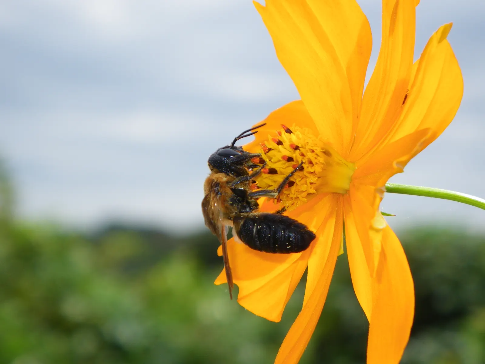 Sulfur Cosmos (Cosmos Sulphureus) — orange and red and yellow flowers in the garden; and up to 1 to 2 feet in spread, image 88