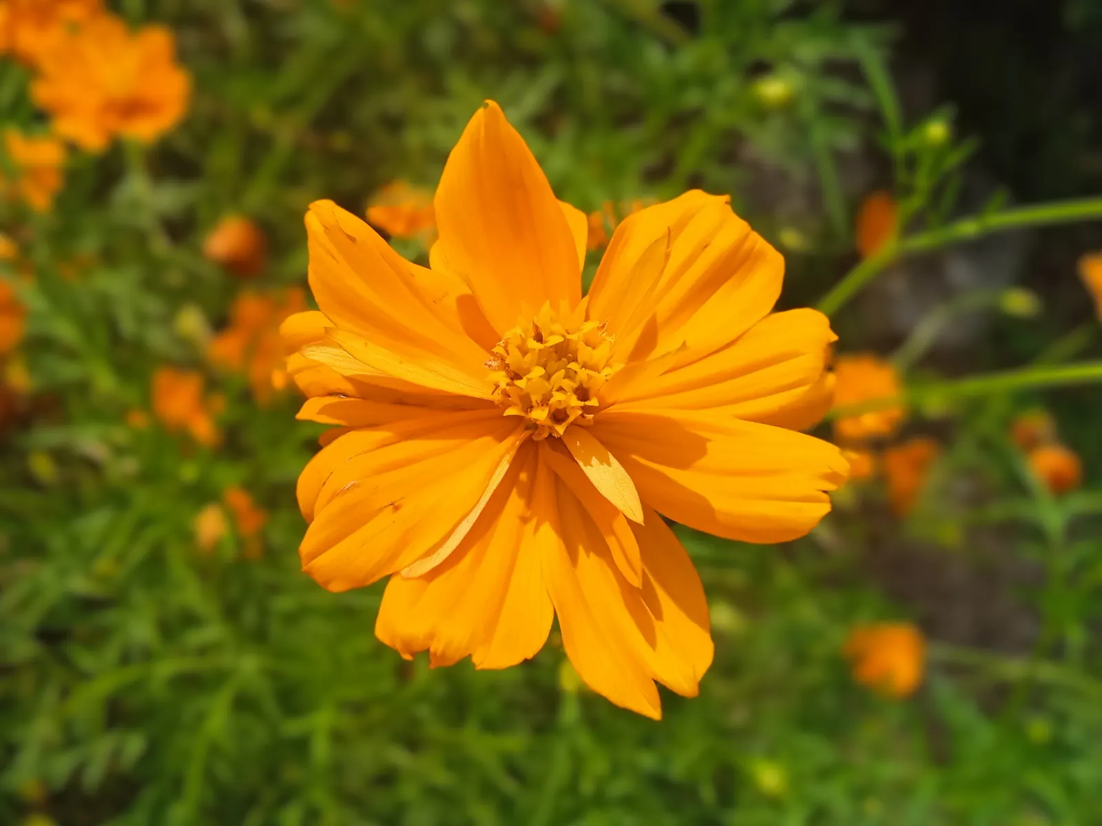 Sulfur Cosmos (Cosmos Sulphureus) — adding a splash of warm color to borders and containers in USDA zones 2-11; this species is part of the Asteraceae family