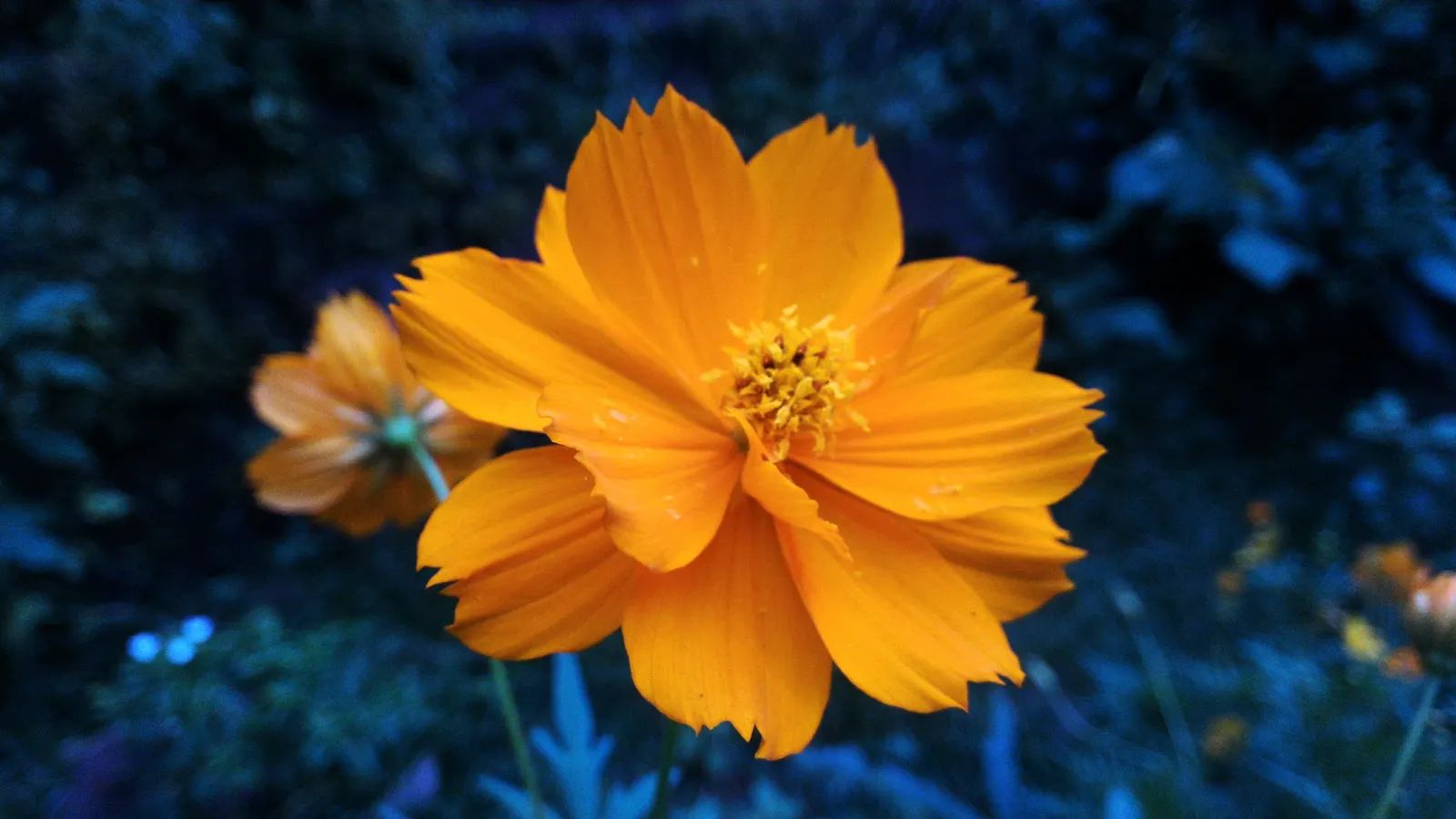 Sulfur Cosmos (Cosmos Sulphureus) — adding a splash of warm color to borders and containers in USDA zones 2-11; this species is part of the, image 66
