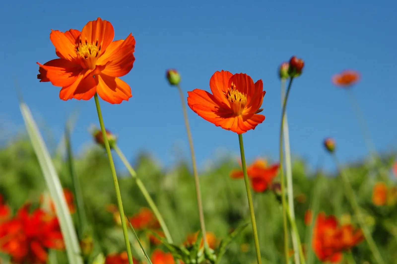 Sulfur Cosmos (Cosmos Sulphureus) — This species is part of the Asteraceae family and originates from Mexico; annual for full or half, image 69