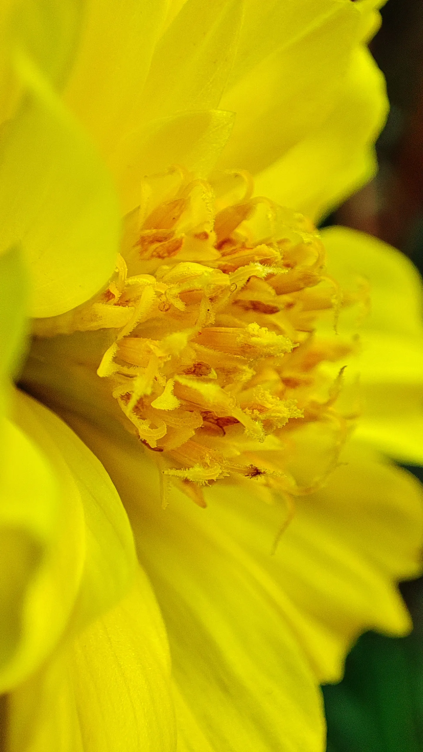 Sulfur Cosmos (Cosmos Sulphureus) — is a vibrant and showy annual that brings a pop of color to any landscape design; such as bees and butterflies