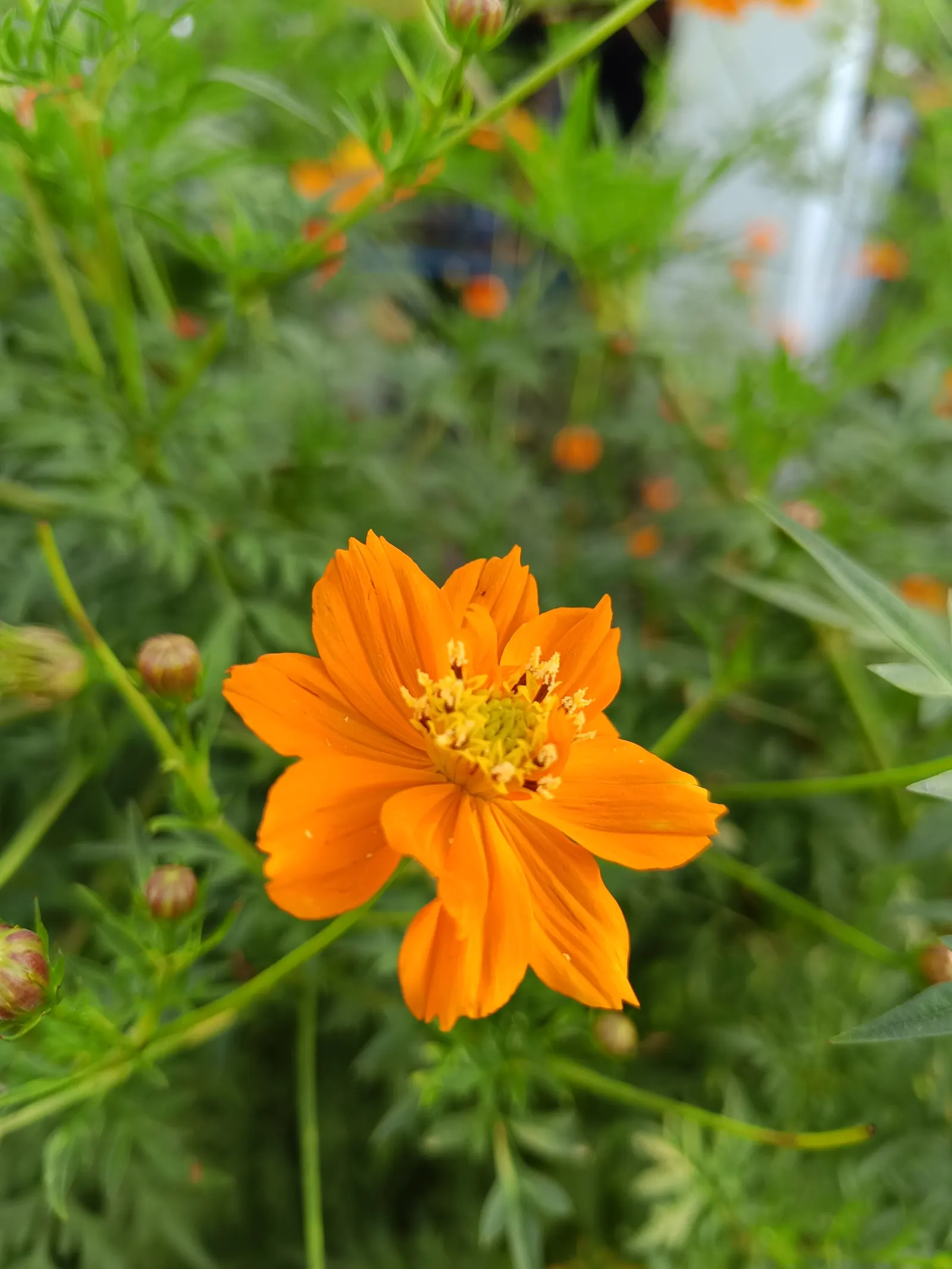 Sulfur Cosmos (Cosmos Sulphureus) — though it prefers well-draining soil; summer to fall, it dazzles with yellow to orange daisy-like flowers, each spanning