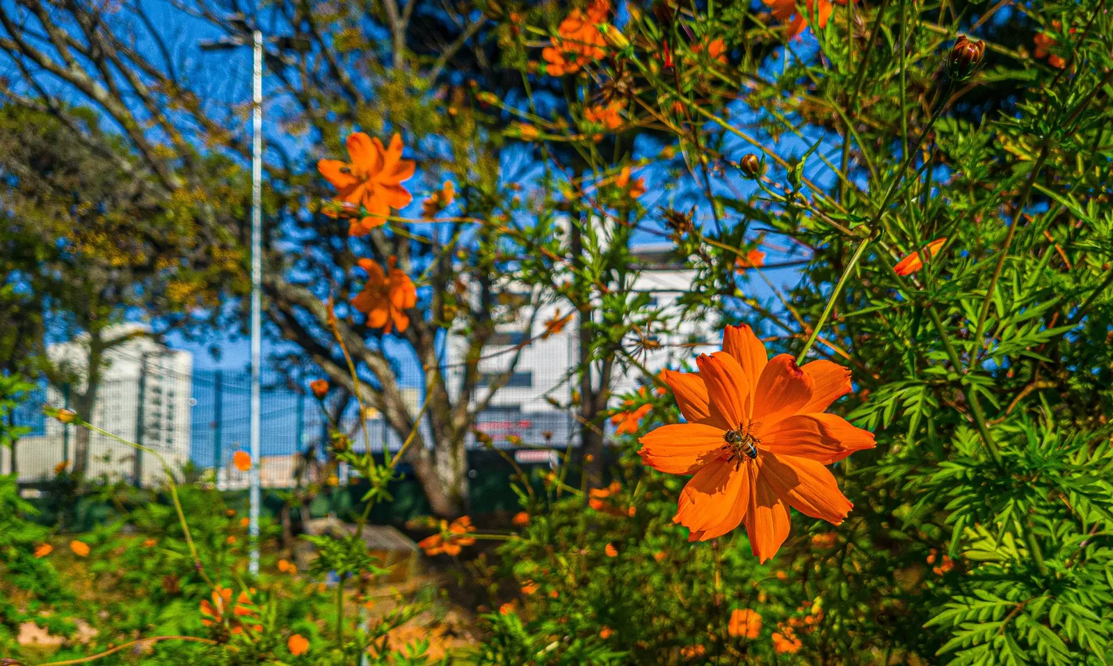 Sulfur Cosmos (Cosmos Sulphureus) — is a vibrant and showy annual that brings a pop of color to any landscape design; such as bees and butterflies, image 68