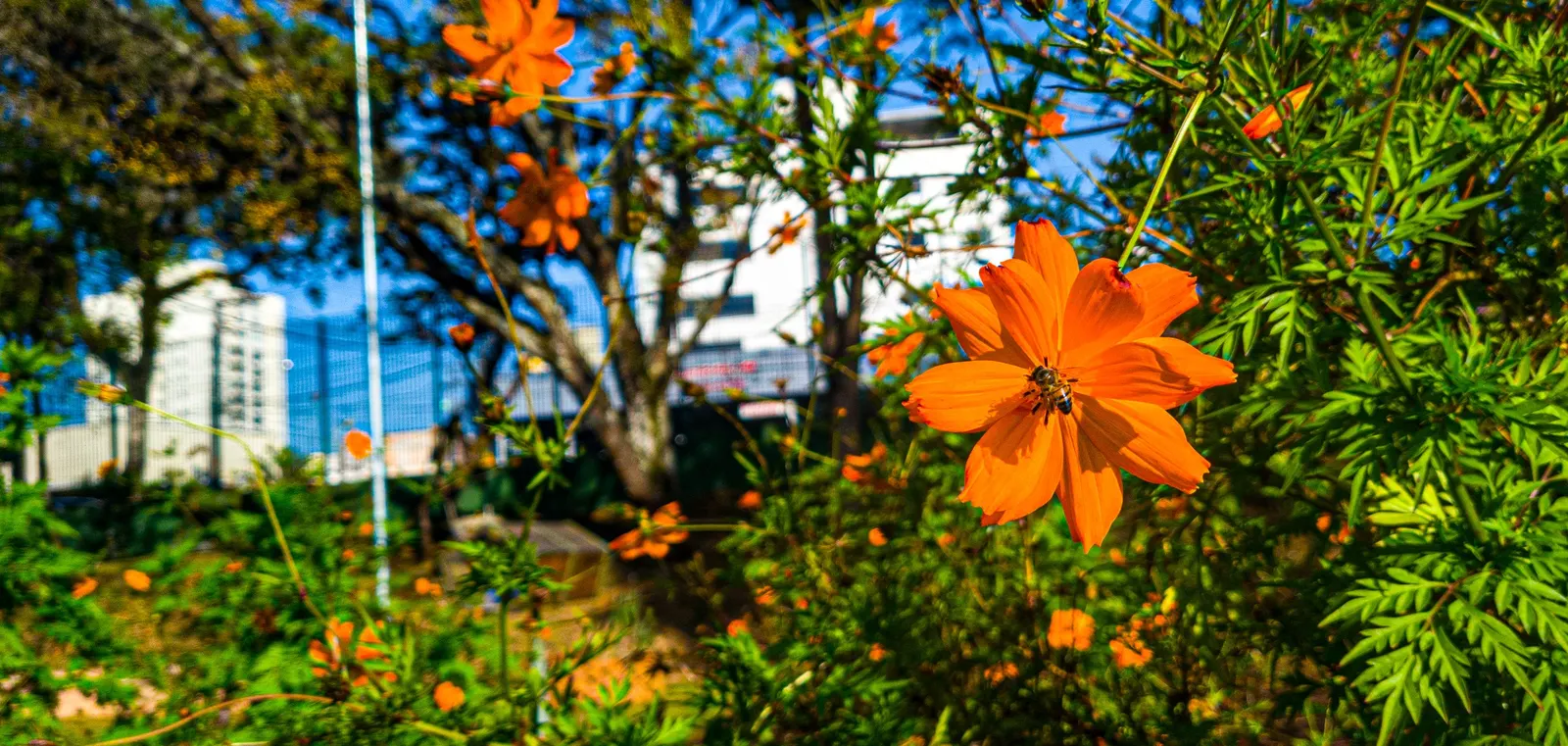 Sulfur Cosmos (Cosmos Sulphureus) — though it prefers well-draining soil