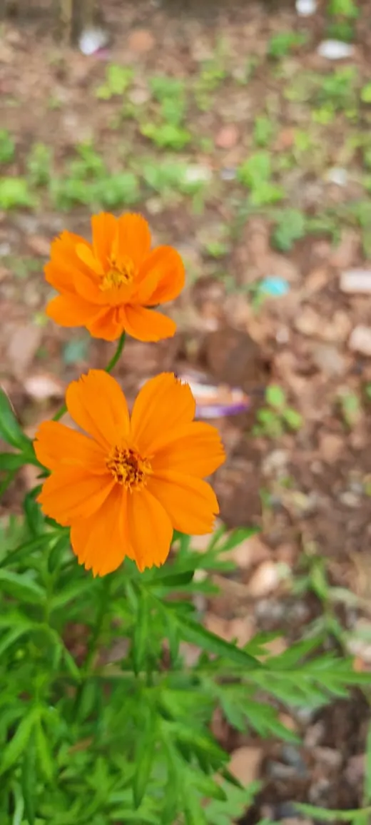 Sulfur Cosmos (Cosmos Sulphureus) — Thriving in full sun and well-draining soil; keep in mind, this plant self-seeds readily, ensuring a continual display year