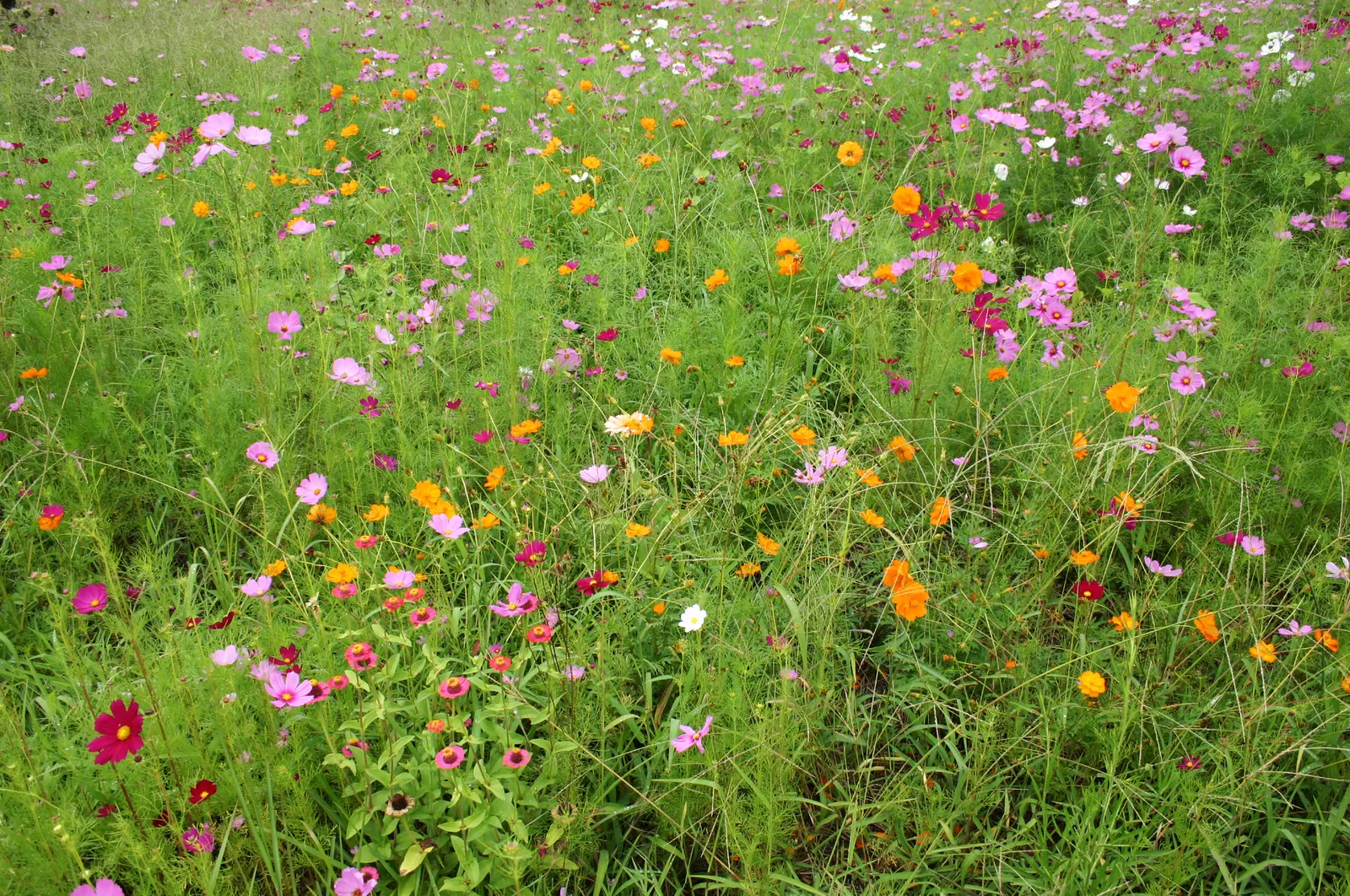 Sulfur Cosmos (Cosmos Sulphureus) — this low-maintenance plant attracts butterflies; it boasts bushy clumps up to 3 feet tall, with fine-textured, image 65