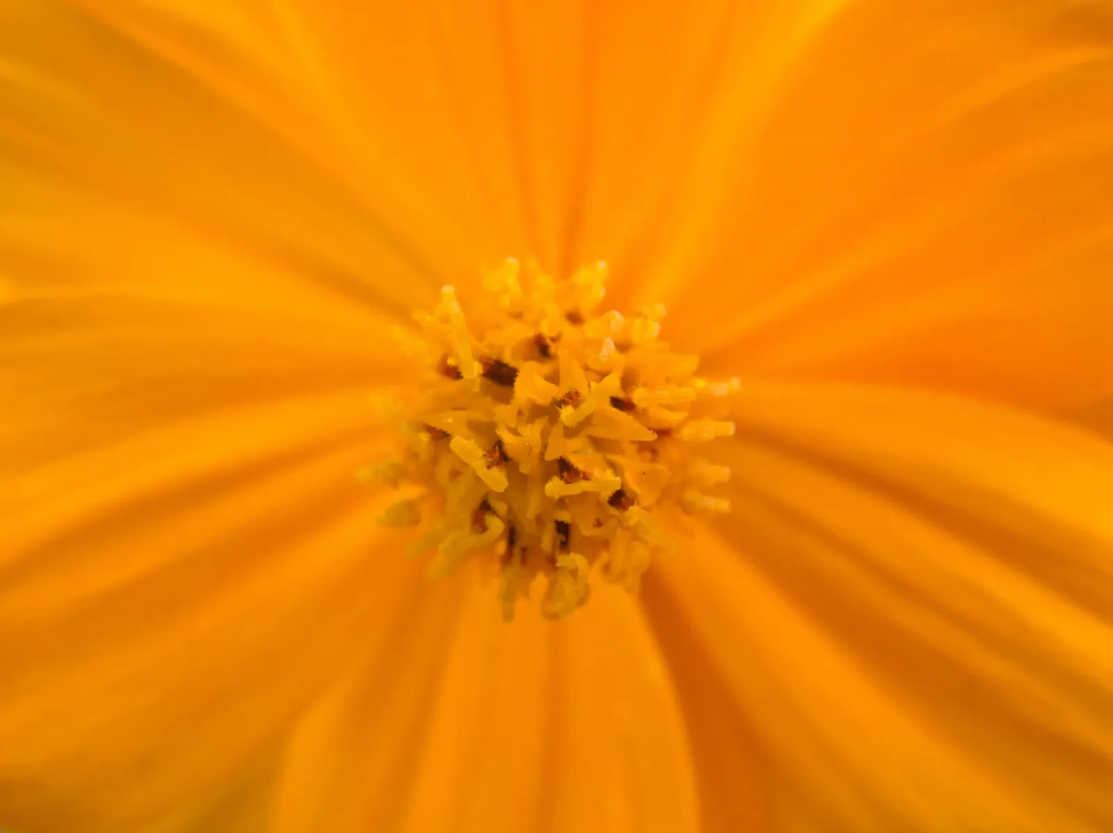 Sulfur Cosmos (Cosmos Sulphureus) — It thrives in full sun, requiring at least 6 to 8 hours of direct sunlight per day to ensure prolific blooming; the Sulfur