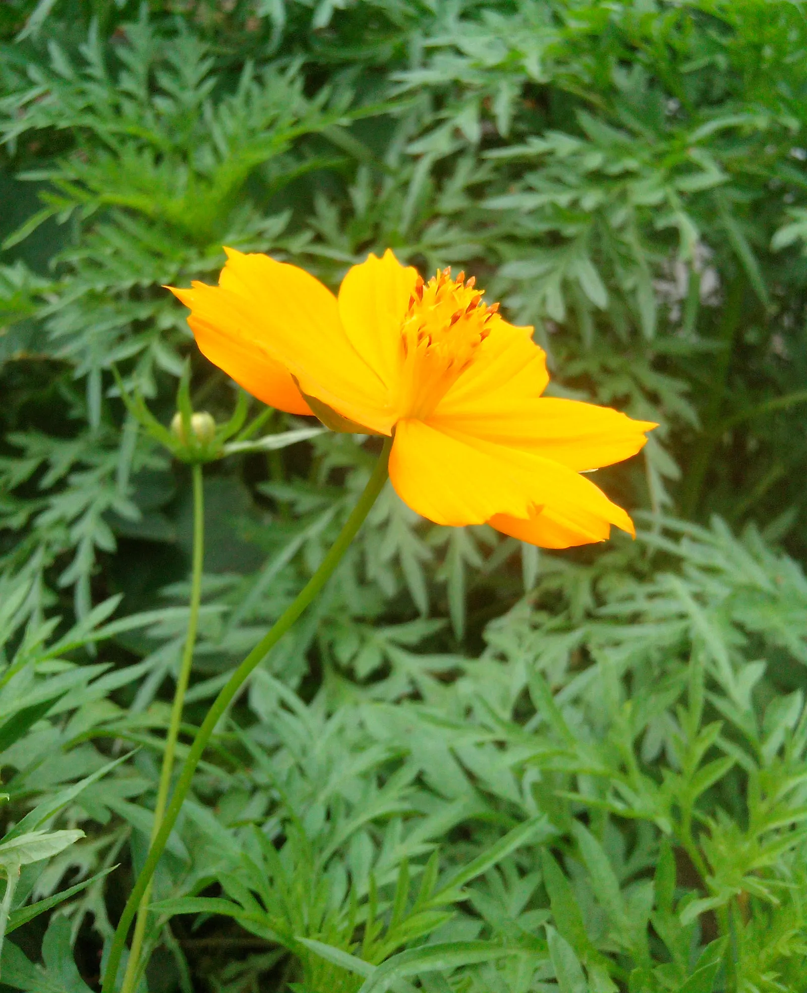 Sulfur Cosmos (Cosmos Sulphureus) — Summer to fall, it dazzles with yellow to orange daisy-like flowers, each spanning 2-3 inches across; though it, image 63