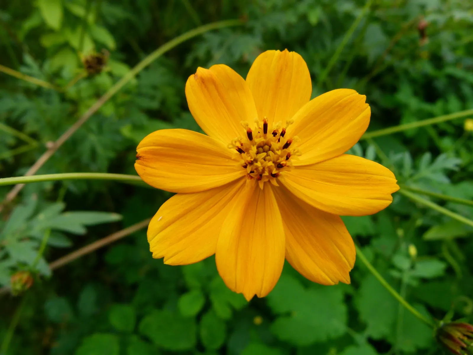 Sulfur Cosmos (Cosmos Sulphureus) — This species is part of the Asteraceae family and originates from Mexico; annual for full or half