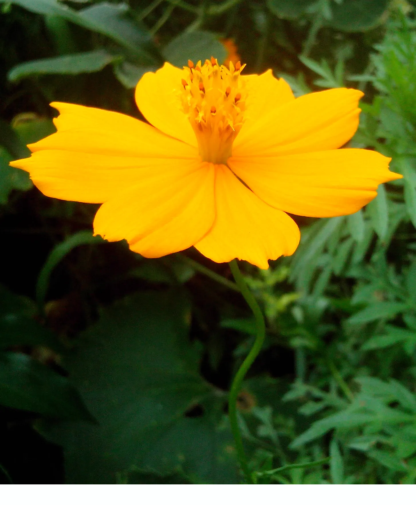 Sulfur Cosmos (Cosmos Sulphureus) — Thriving in full sun and well-draining soil
