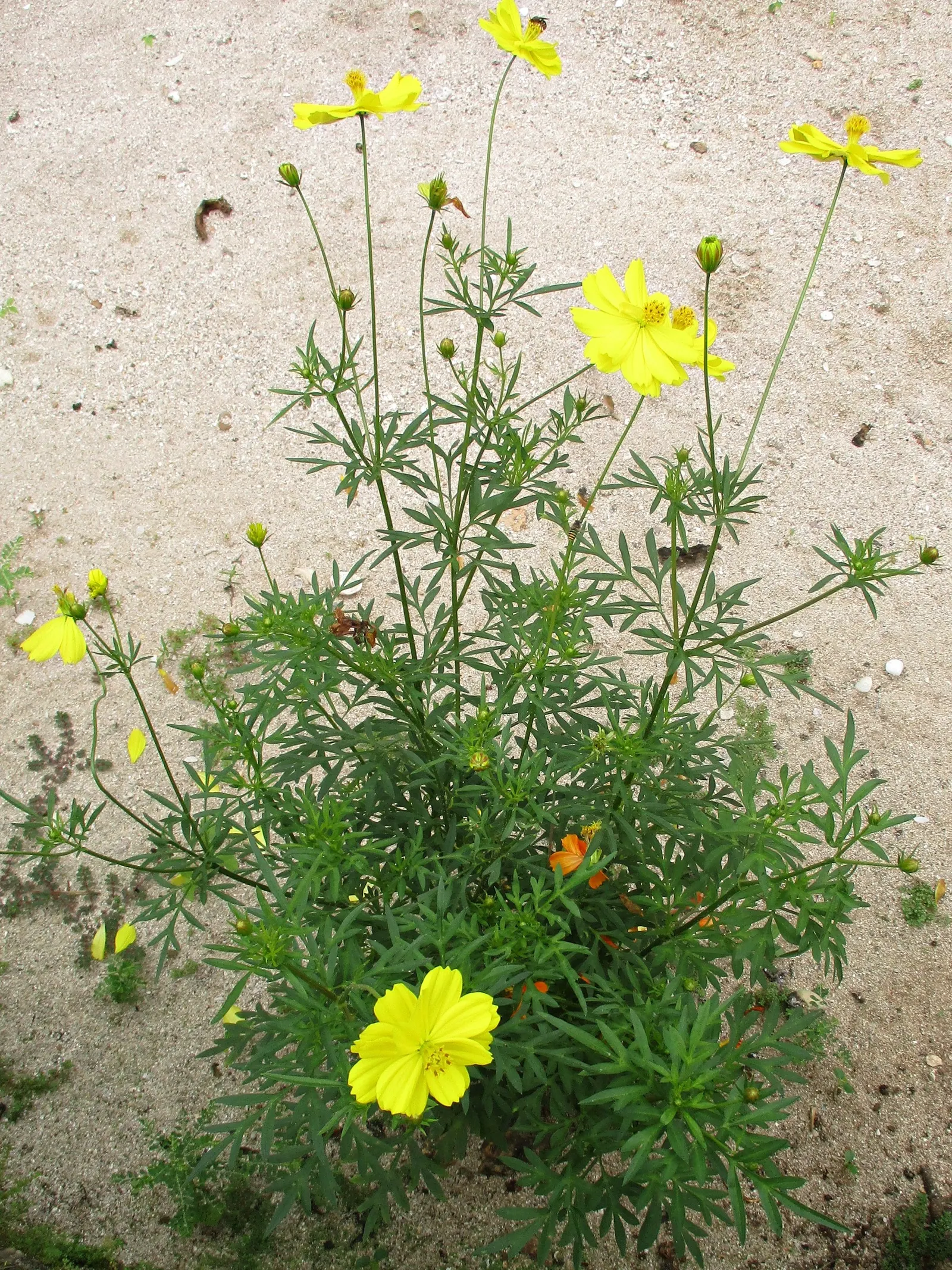 Sulfur Cosmos (Cosmos Sulphureus) — Cosmos sulphureus, or Sulfur Cosmos, is a vibrant, drought-tolerant annual; thriving in full sun and, image 61