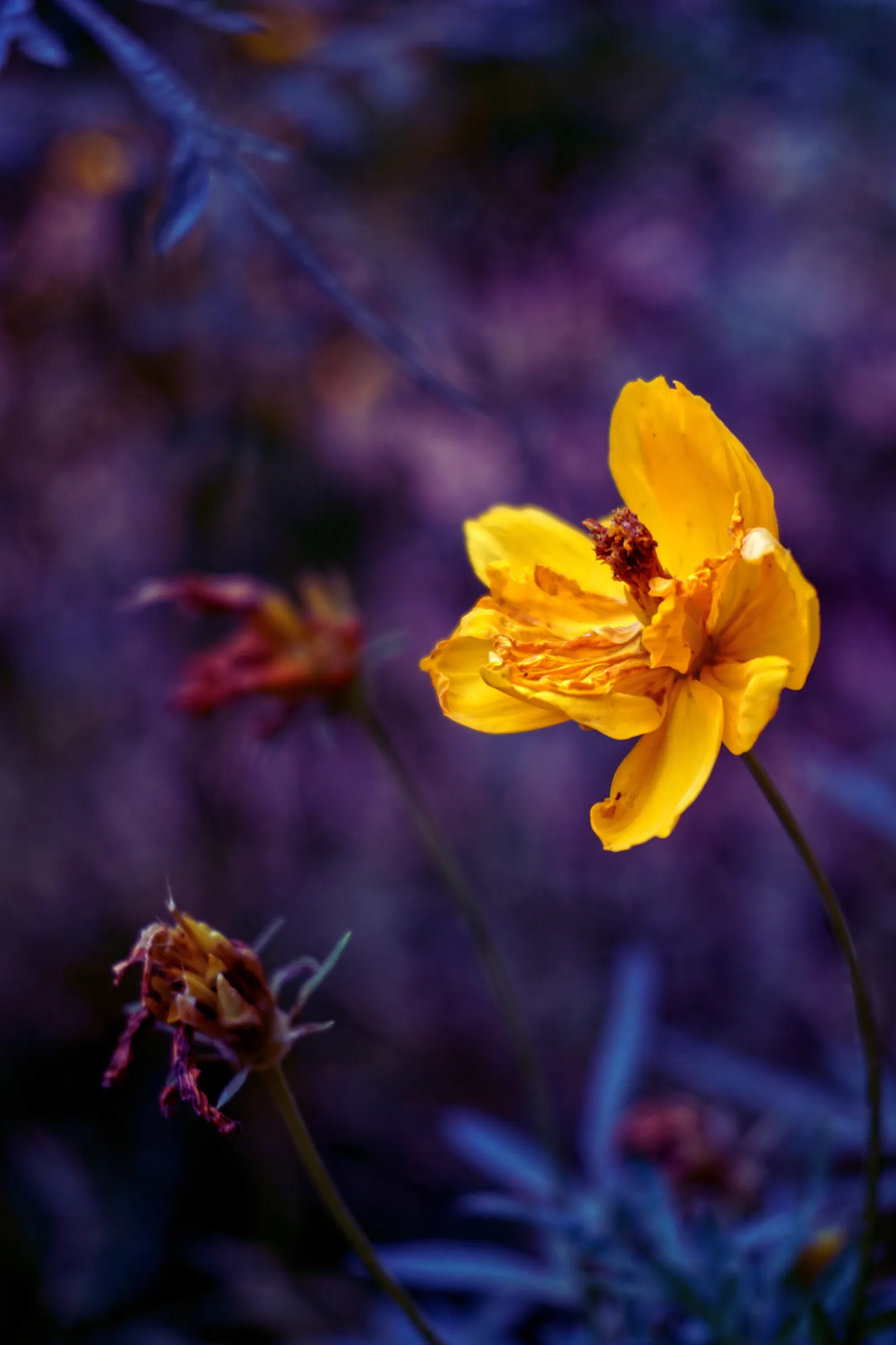 Sulfur Cosmos (Cosmos Sulphureus) — It boasts bushy clumps up to 3 feet tall, with fine-textured foliage