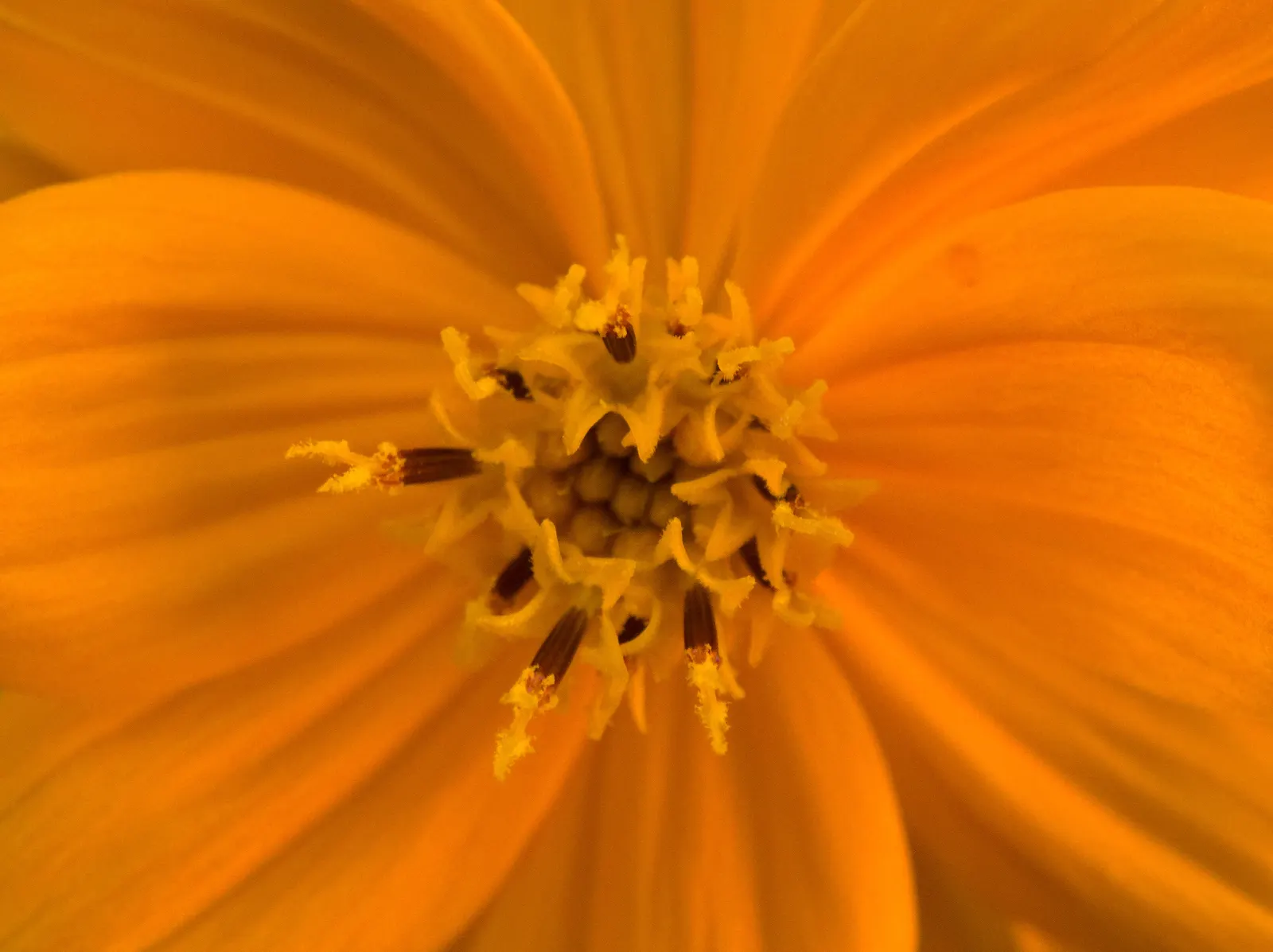 Sulfur Cosmos (Cosmos Sulphureus) — such as bees and butterflies; is a vibrant and showy annual that brings a pop of color to any landscape design
