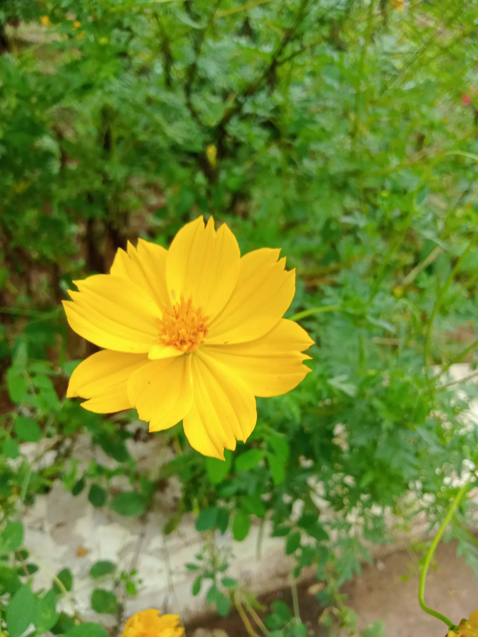 Sulfur Cosmos (Cosmos Sulphureus) — and care requirements to effectively incorporate this charming plant into your garden tapestry; adding a splash of warm