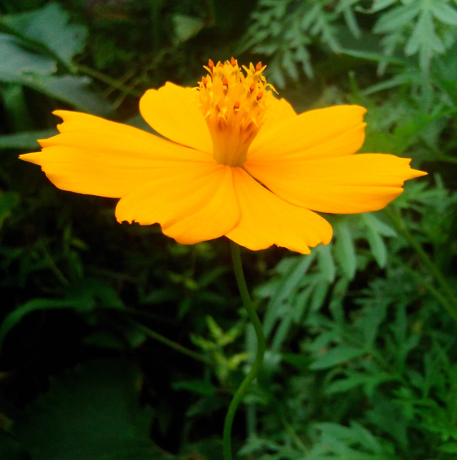 Sulfur Cosmos (Cosmos Sulphureus) — adding a splash of warm color to borders and containers in USDA zones 2-11