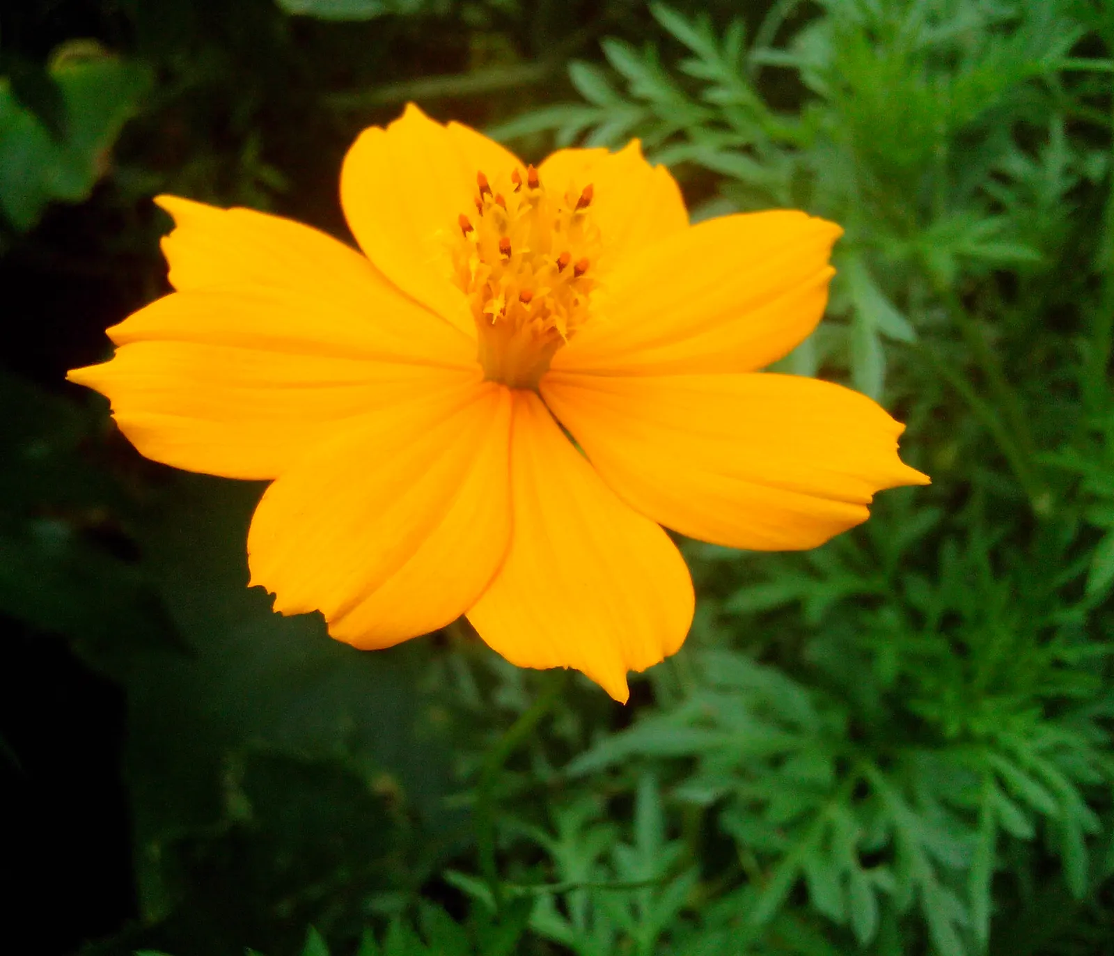 Sulfur Cosmos (Cosmos Sulphureus) — this low-maintenance plant attracts butterflies