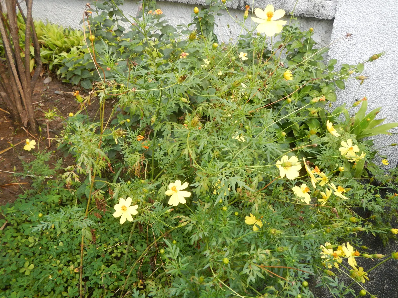 Sulfur Cosmos (Cosmos Sulphureus) — It is prized for its eye-catching