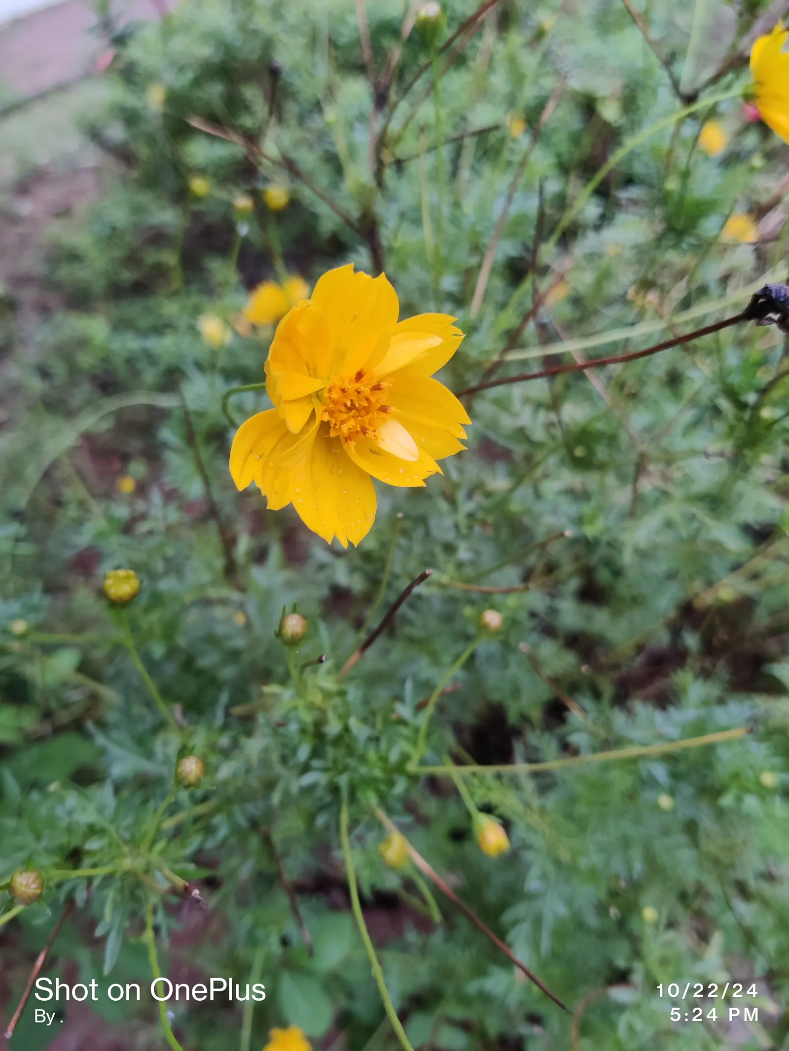 Sulfur Cosmos (Cosmos Sulphureus) — orange and red and yellow flowers in the garden; and up to 1 to 2 feet in spread