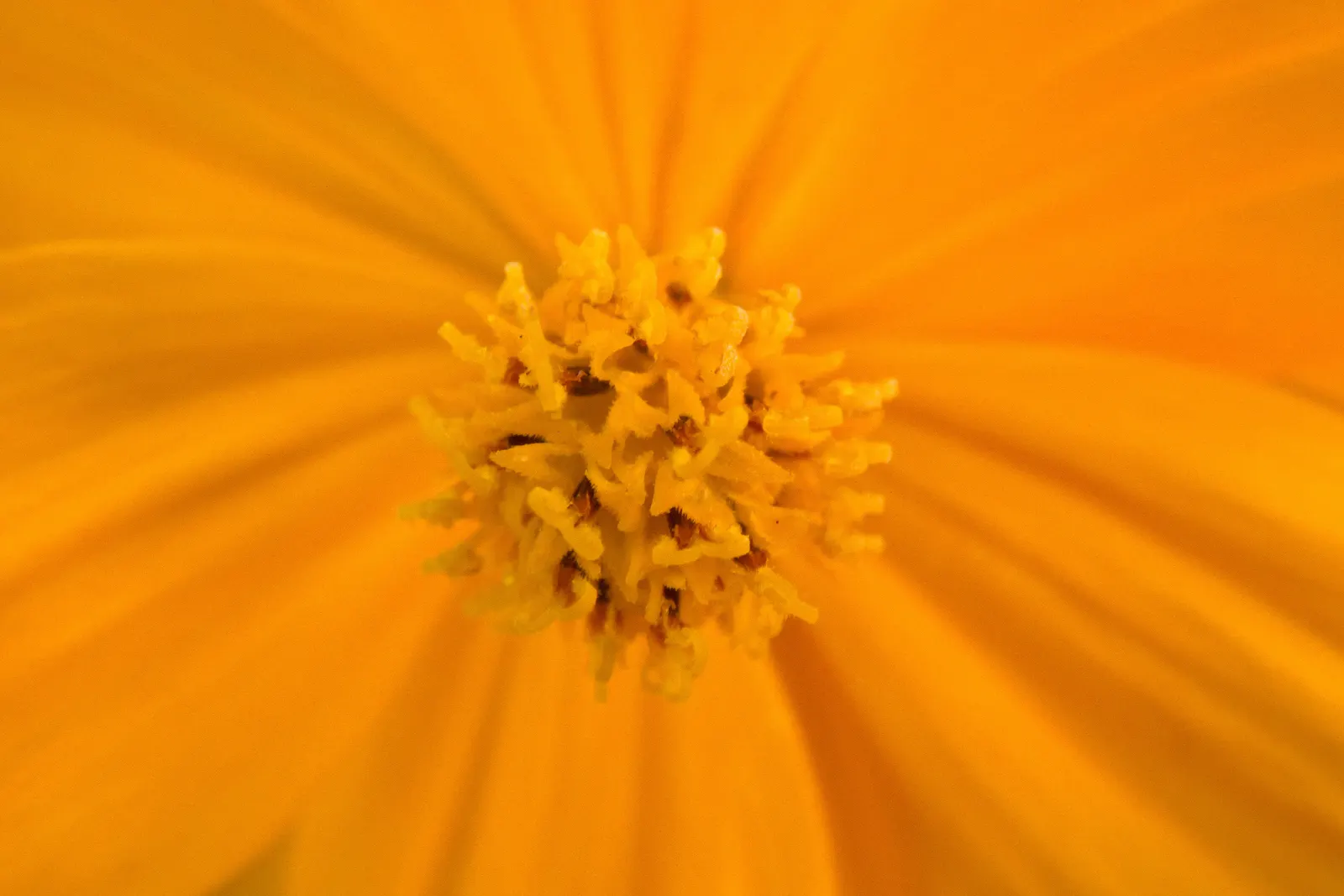Sulfur Cosmos (Cosmos Sulphureus) — Keep in mind, this plant self-seeds readily, ensuring a continual display year after year; the blooming season extends from