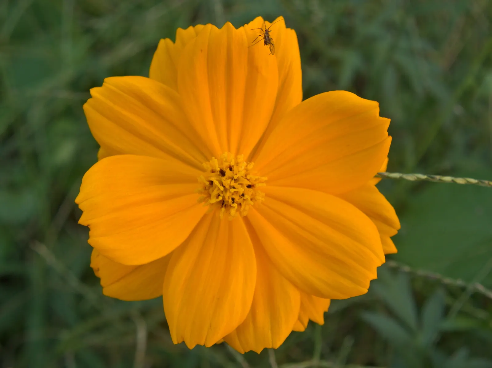 Sulfur Cosmos (Cosmos Sulphureus) — When introducing Sulfur Cosmos into your landscape design; annual with orange and red and yellow blooms