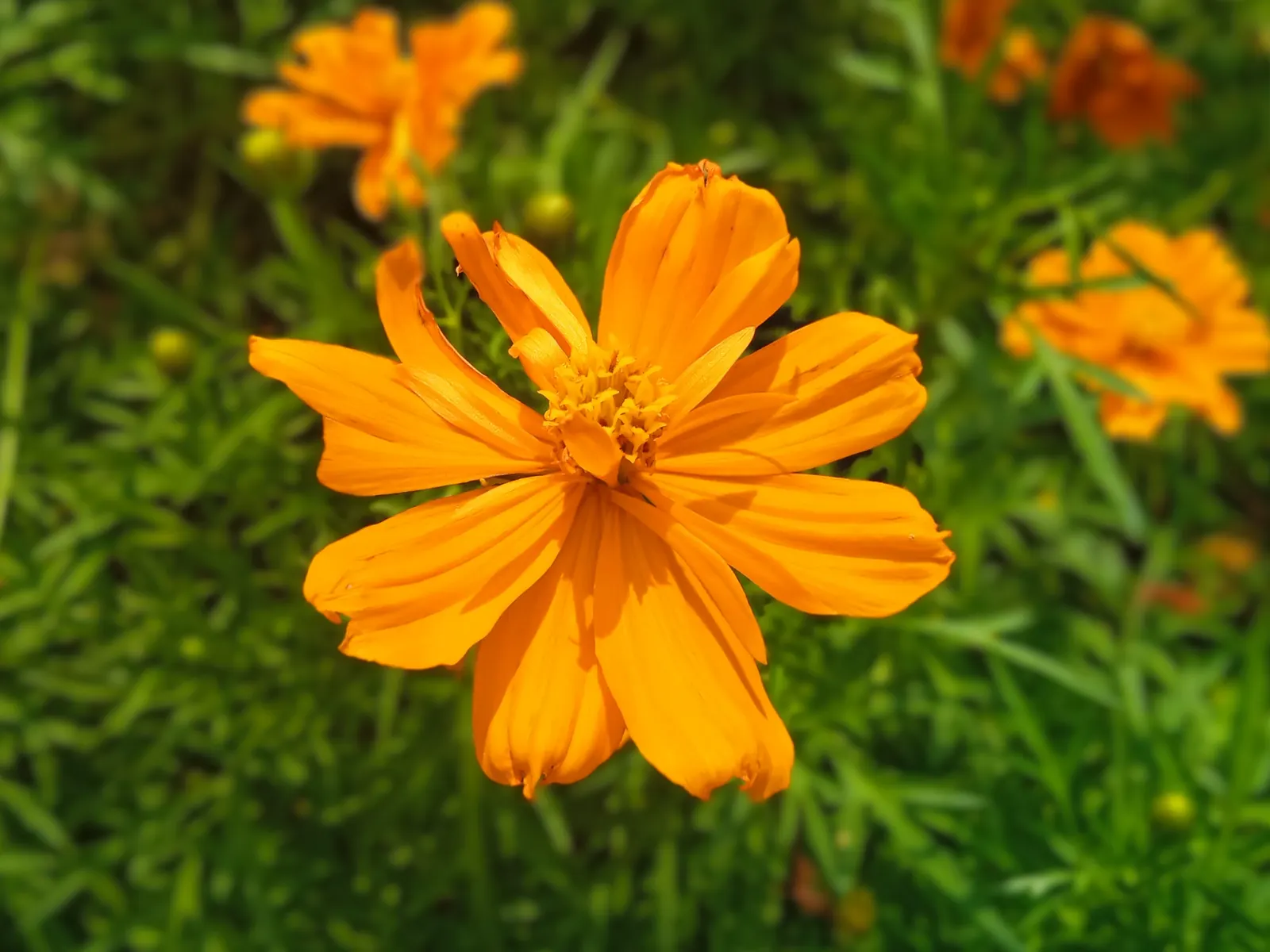 Sulfur Cosmos (Cosmos Sulphureus) — annual with orange and red and yellow blooms