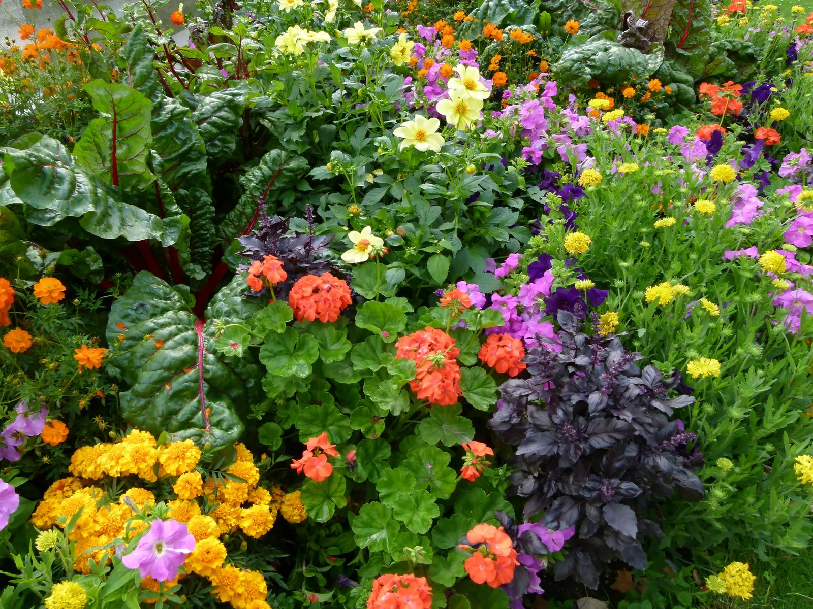 Sulfur Cosmos (Cosmos Sulphureus) — Keep in mind, this plant self-seeds readily, ensuring a continual display year after year; the blooming season, image 145