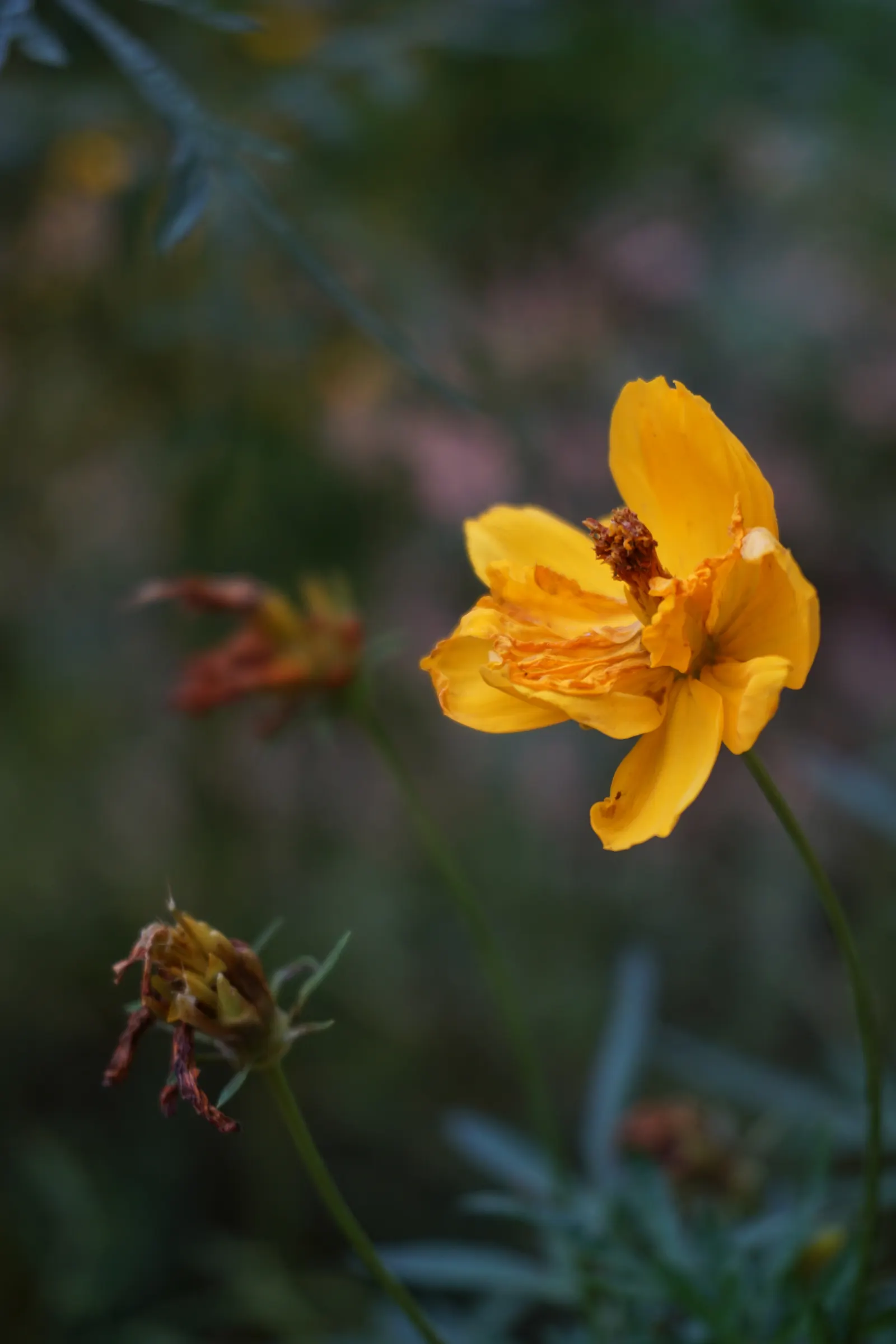 Sulfur Cosmos (Cosmos Sulphureus) — The ferny-like foliage adds a delicate texture, with narrow, divided leaves that are bright green in color; and even deep