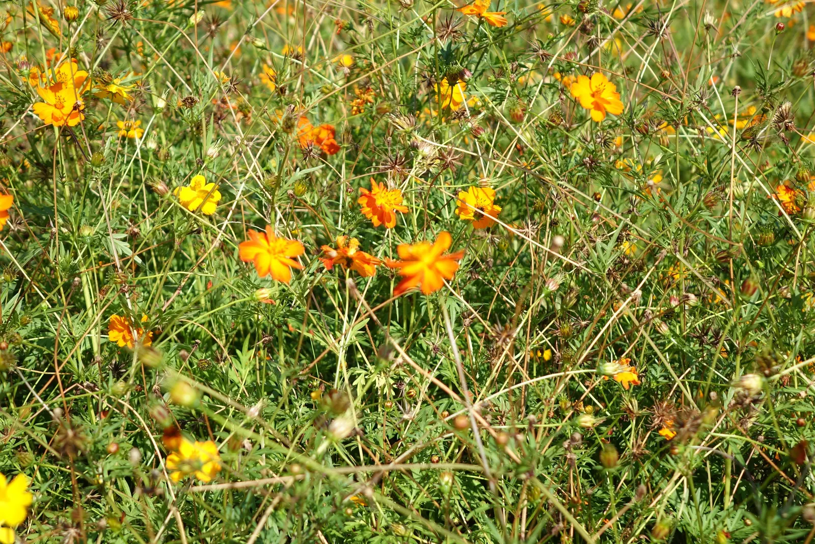 Sulfur Cosmos (Cosmos Sulphureus) — The ferny-like foliage adds a delicate texture, with narrow, divided leaves that are bright green in color