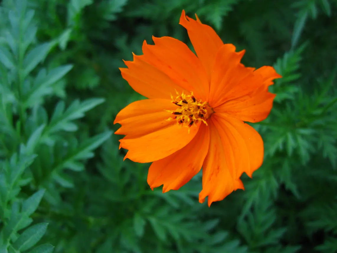 Sulfur Cosmos (Cosmos Sulphureus) — It is prized for its eye-catching; commonly referred to as Sulfur Cosmos, image 70