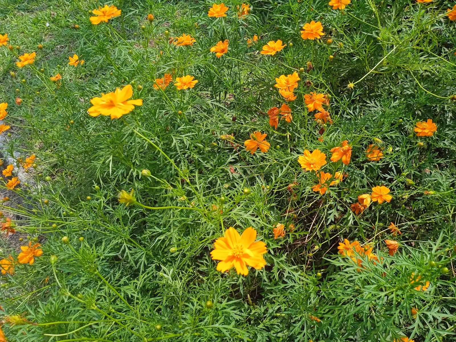Sulfur Cosmos (Cosmos Sulphureus) — Summer to fall, it dazzles with yellow to orange daisy-like flowers, each spanning 2-3 inches across; though it prefers