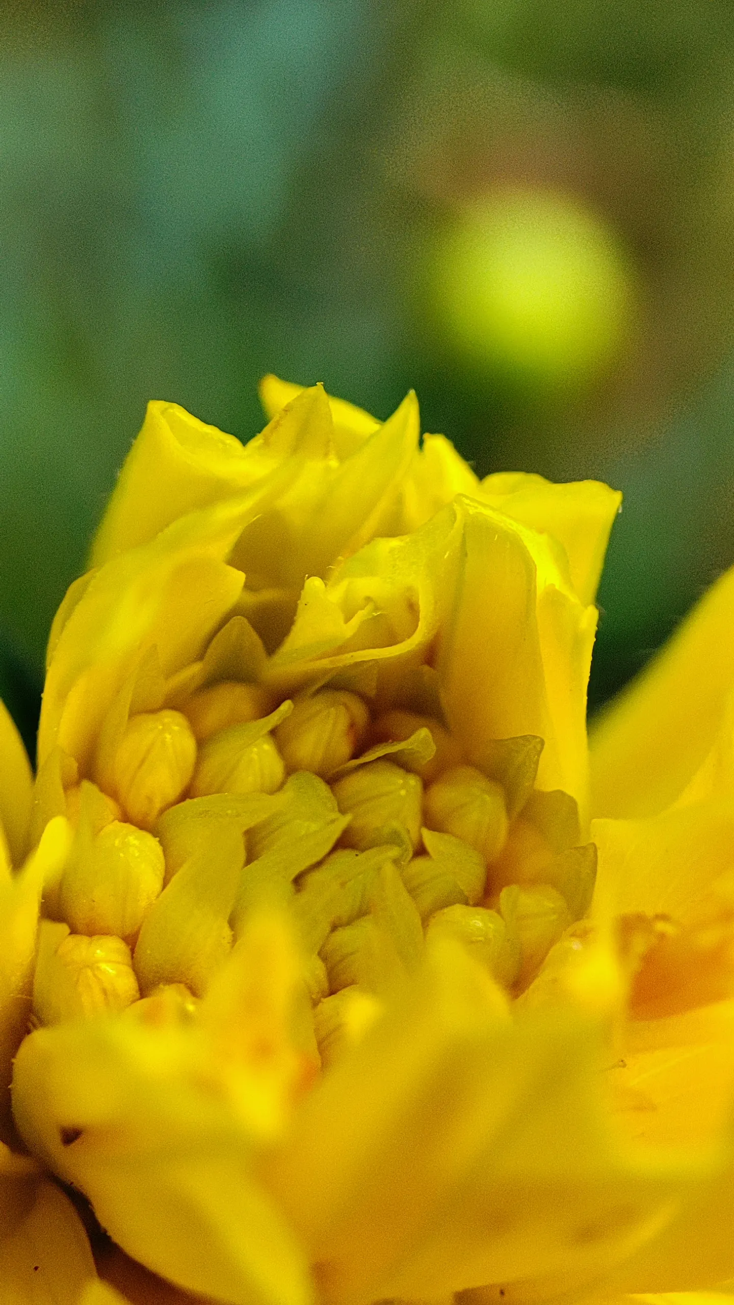 Sulfur Cosmos (Cosmos Sulphureus) — creating a bushy and abundant display; this low-maintenance plant attracts butterflies