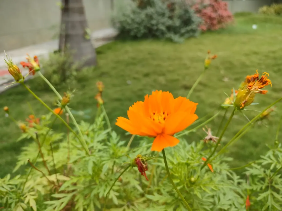 Sulfur Cosmos (Cosmos Sulphureus) — These characteristics make it an excellent choice for adding contrast and interest to borders; this hardy plant is