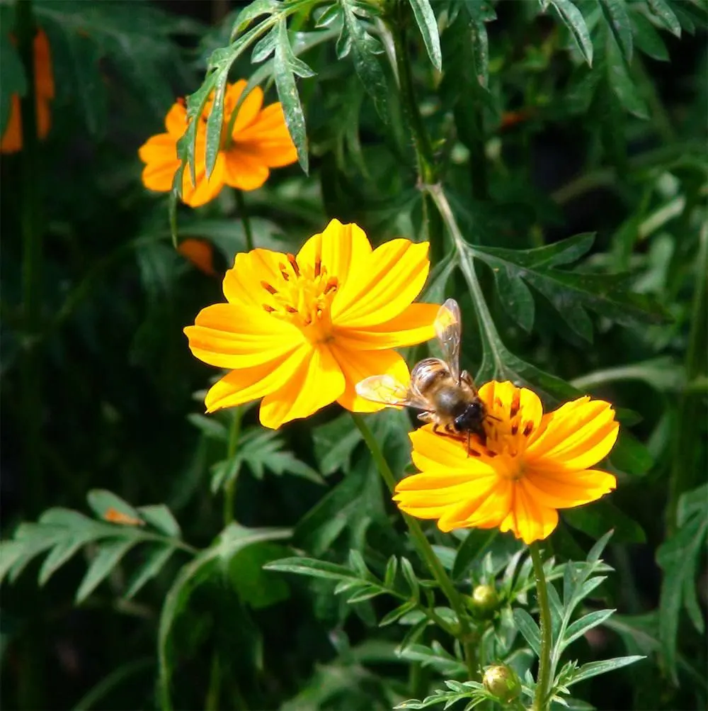 Sulfur Cosmos (Cosmos Sulphureus) — daisy-like flowers that range in hues from bright yellow to warm orange