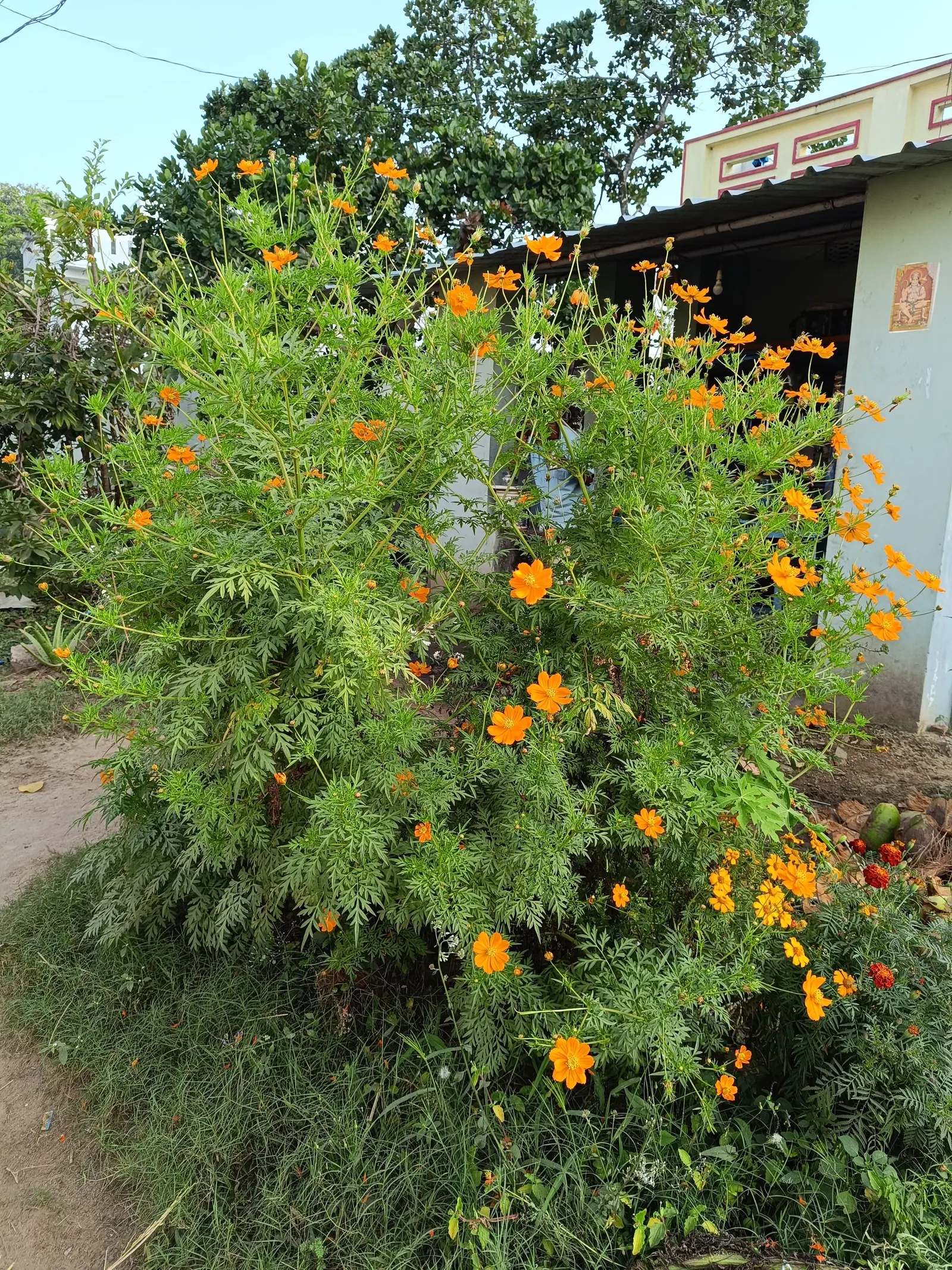 Sulfur Cosmos (Cosmos Sulphureus) — making it a low-maintenance option for the garden; and as a backdrop for shorter plants.<br><br>Adaptable to a variety of