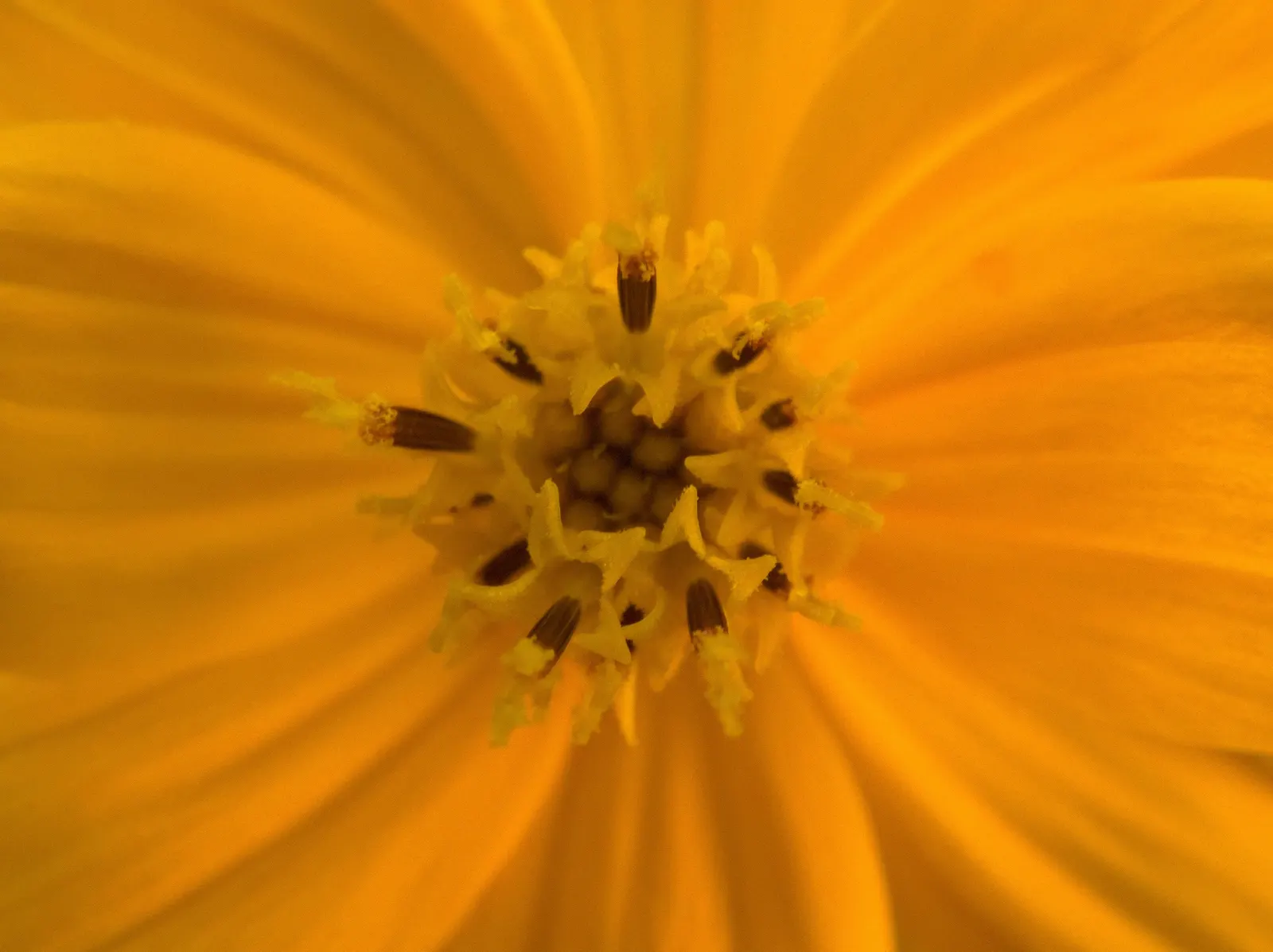 Sulfur Cosmos (Cosmos Sulphureus) — the Sulfur Cosmos not only enhances the beauty of your landscape but also supports local biodiversity; the ferny-like