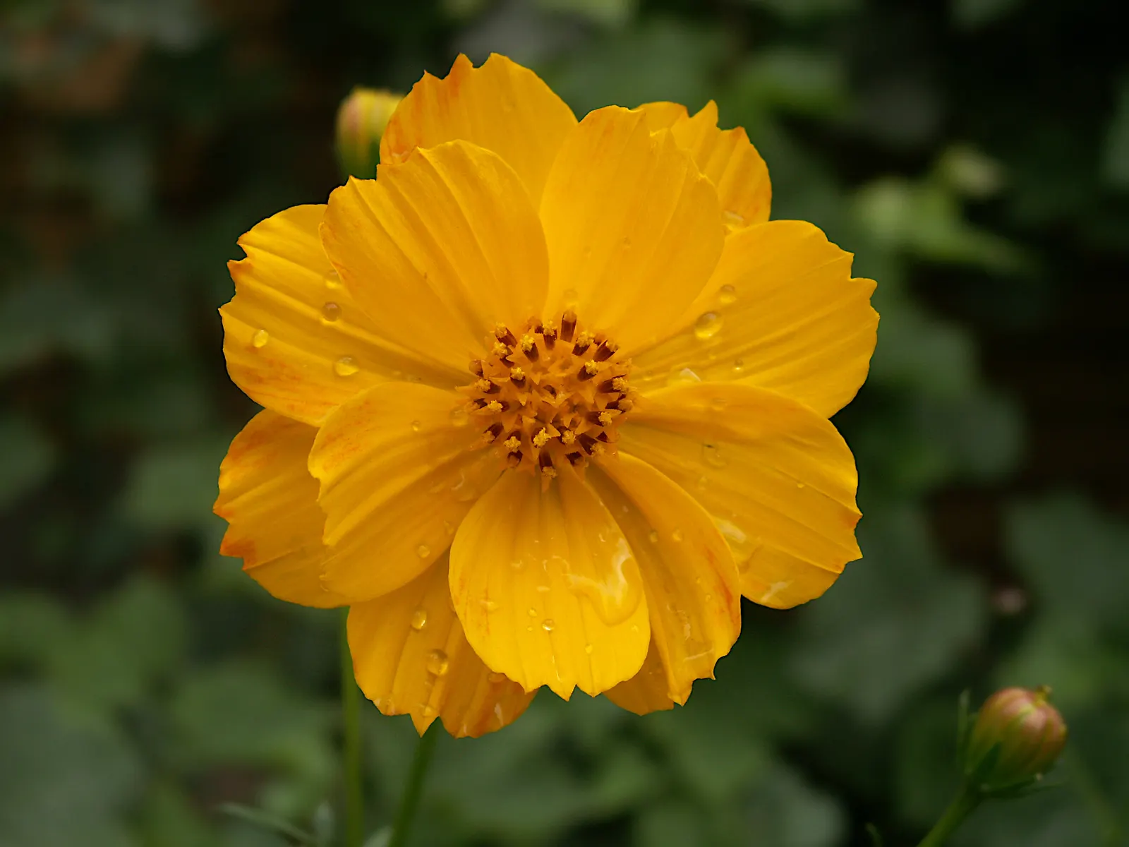 Sulfur Cosmos (Cosmos Sulphureus) — annual for full or half; and care requirements to effectively incorporate this charming plant into your garden tapestry