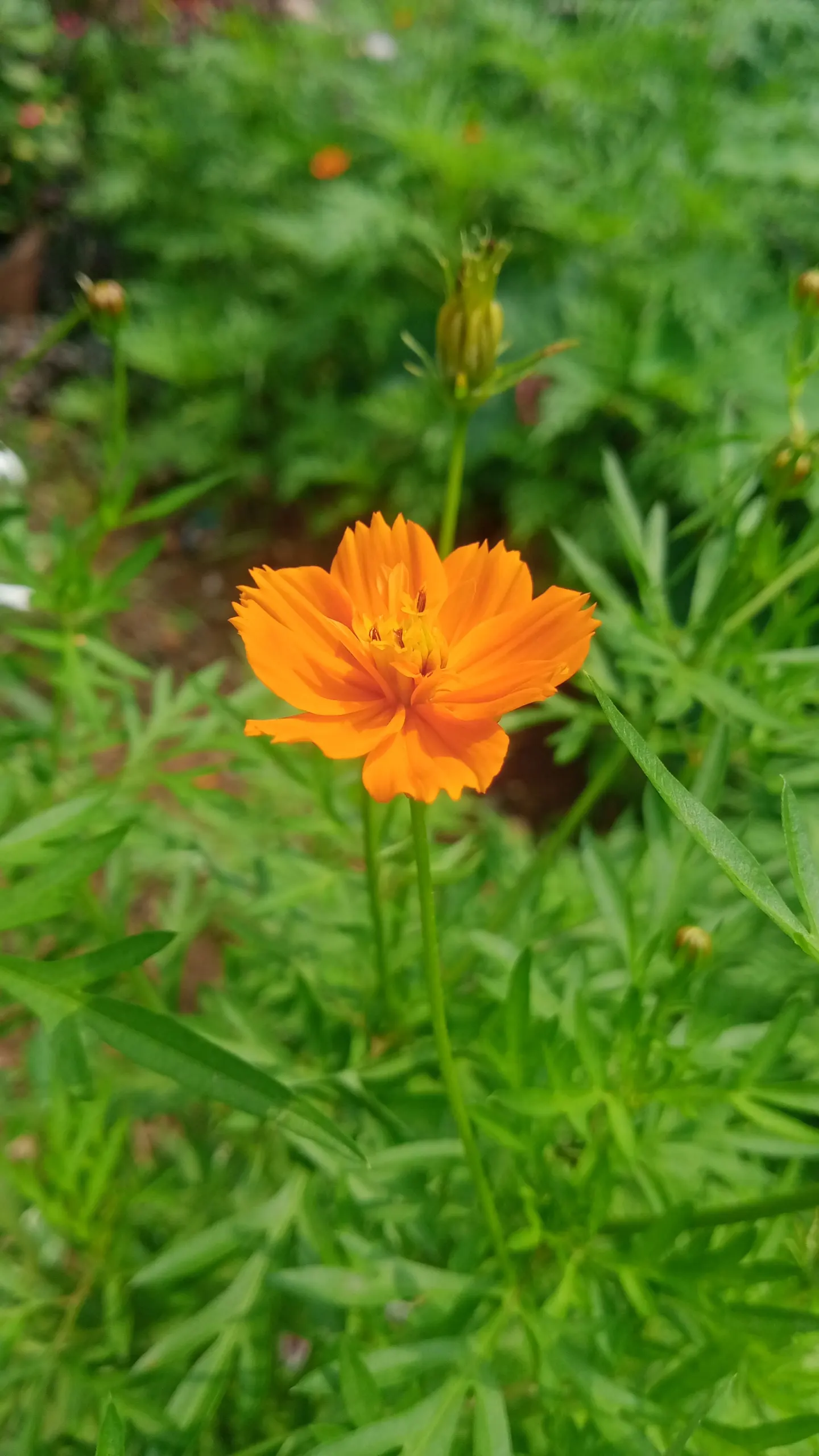 Sulfur Cosmos (Cosmos Sulphureus) — commonly referred to as Sulfur Cosmos
